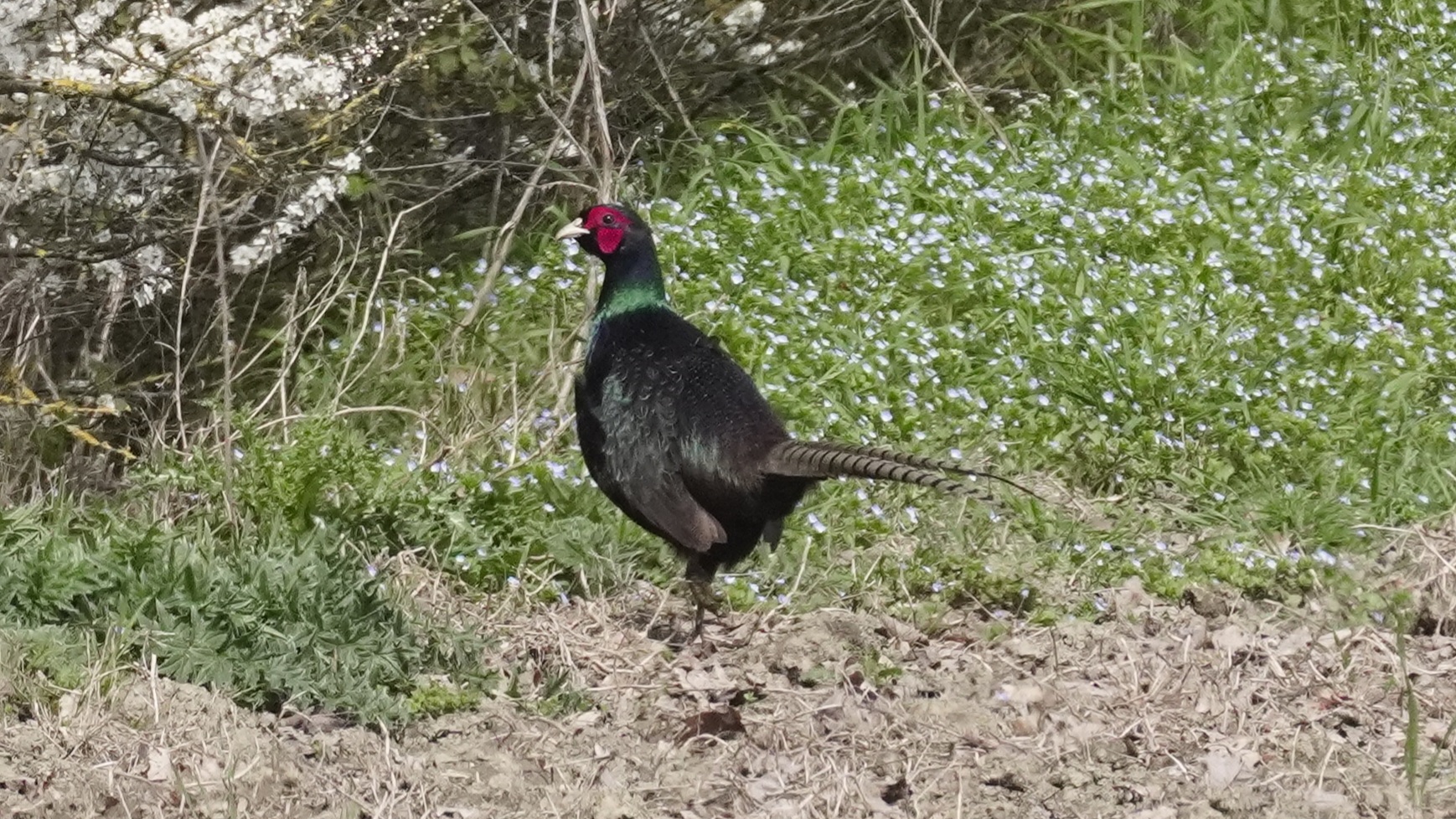 Male Gloomy Pheasant