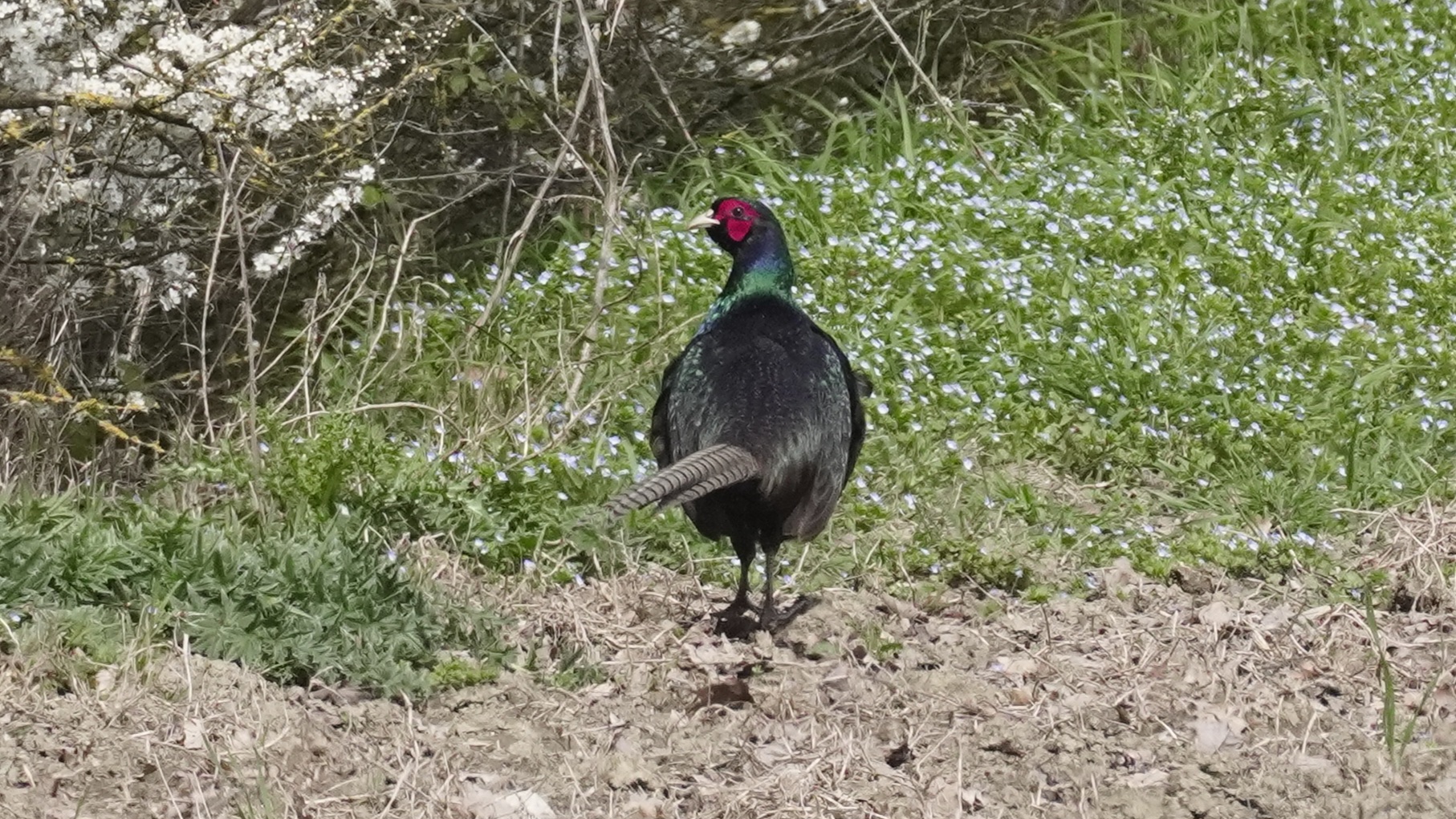 Male Gloomy Pheasant