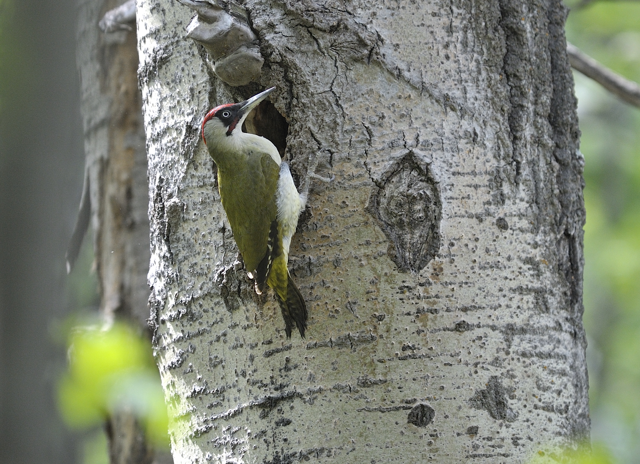 green woodpecker