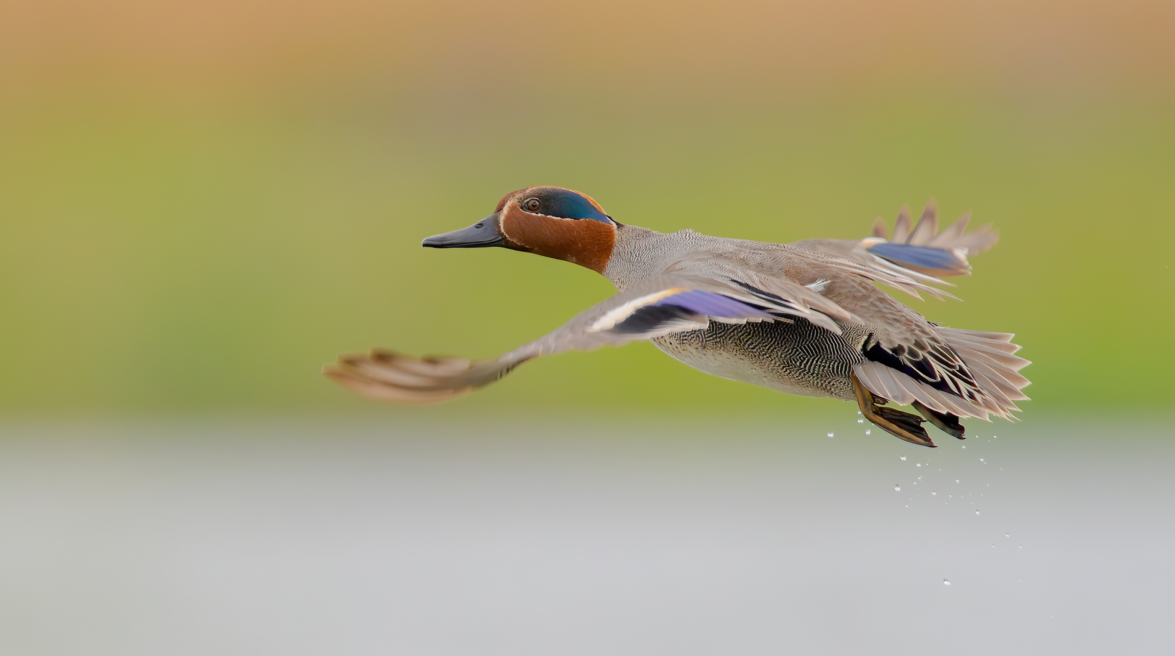 Alzavola eurasiatica