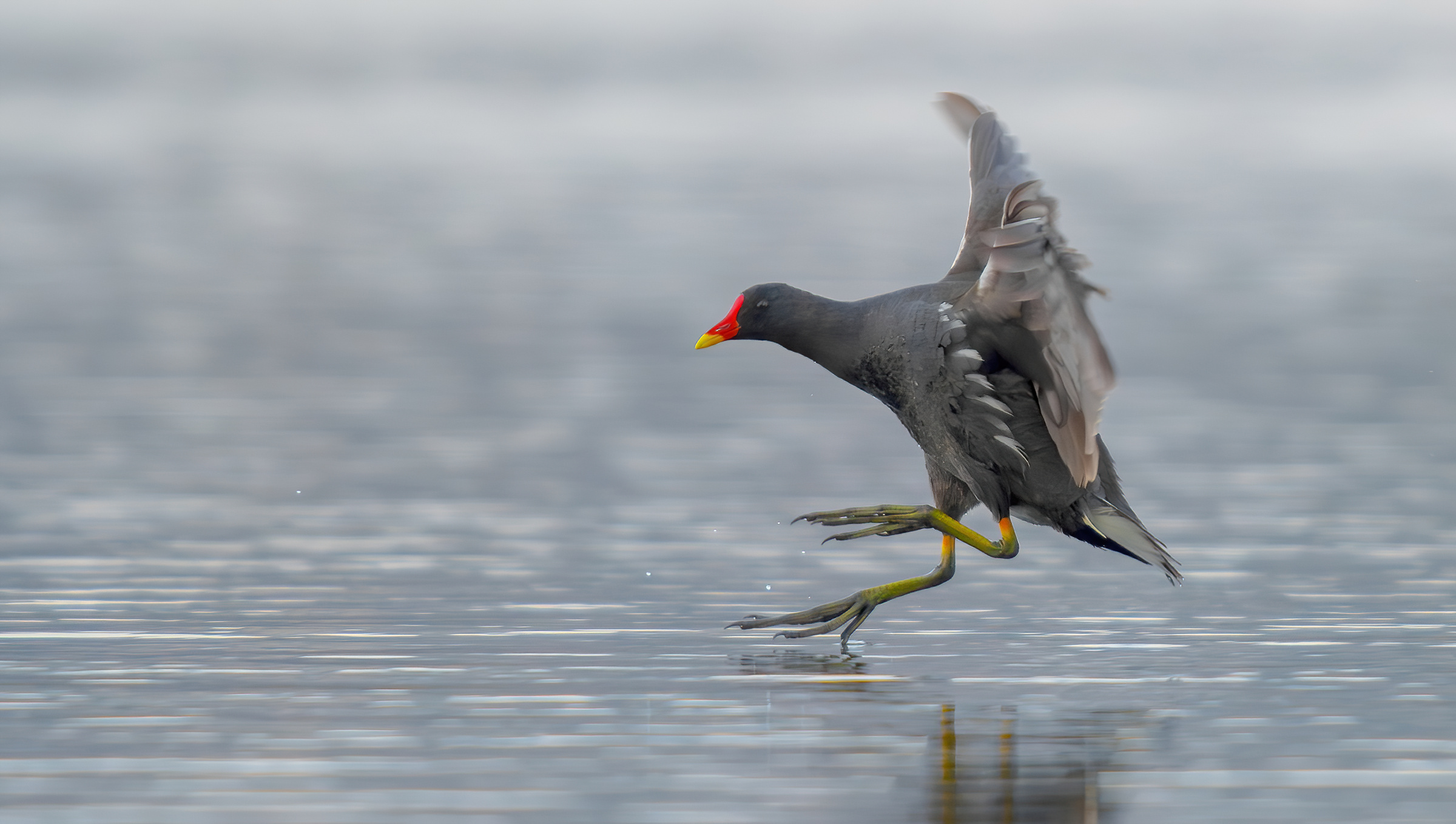 gallinella d'acqua comune