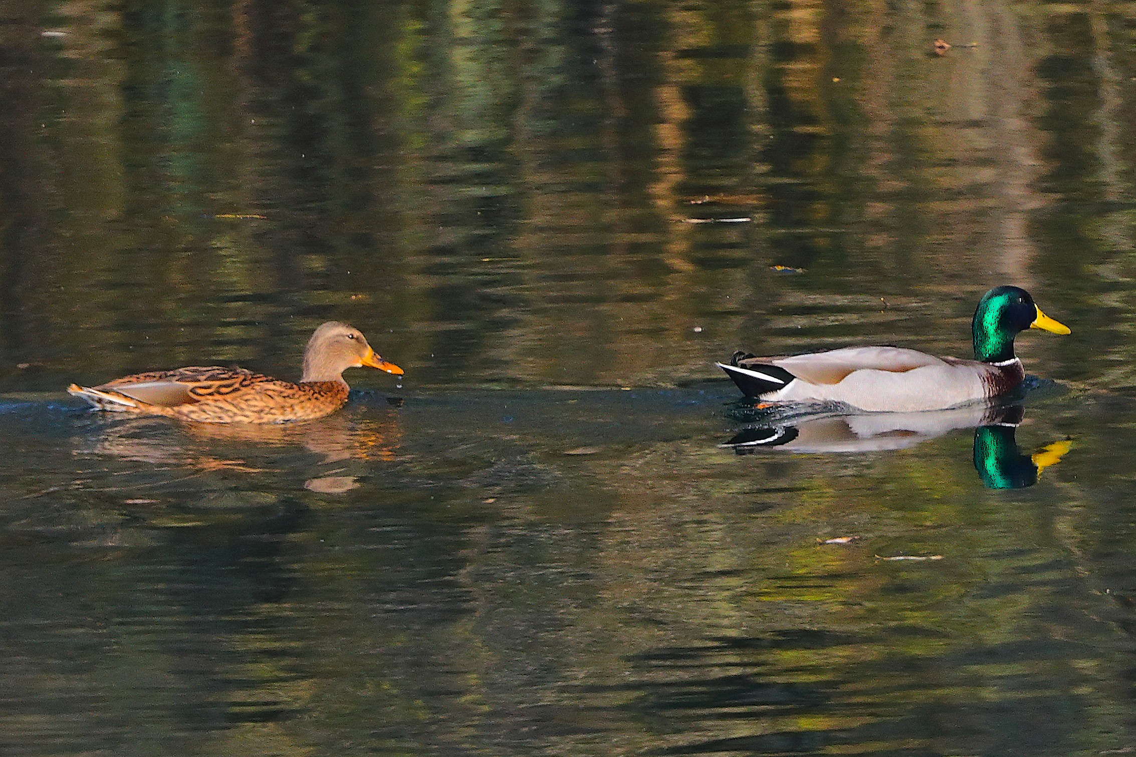 Germani R 15 novembre 2024 - 0140