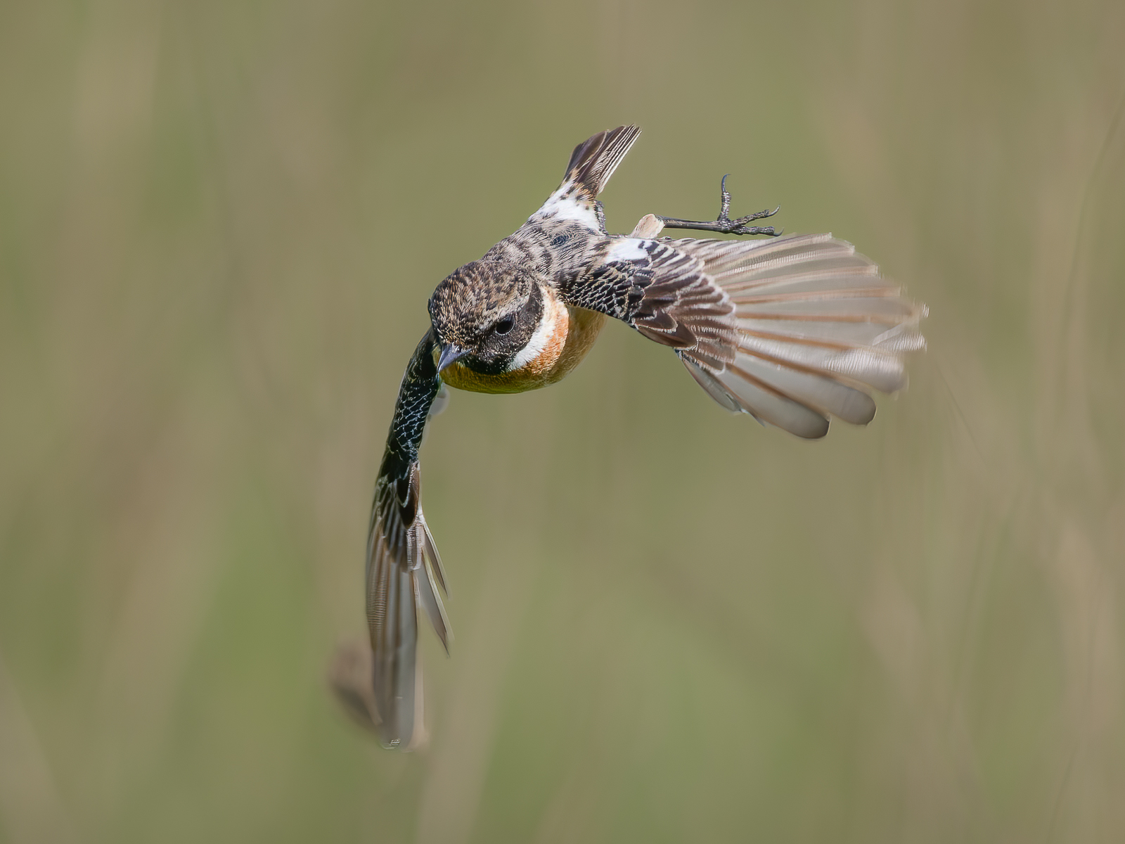 Flycatcher in flight