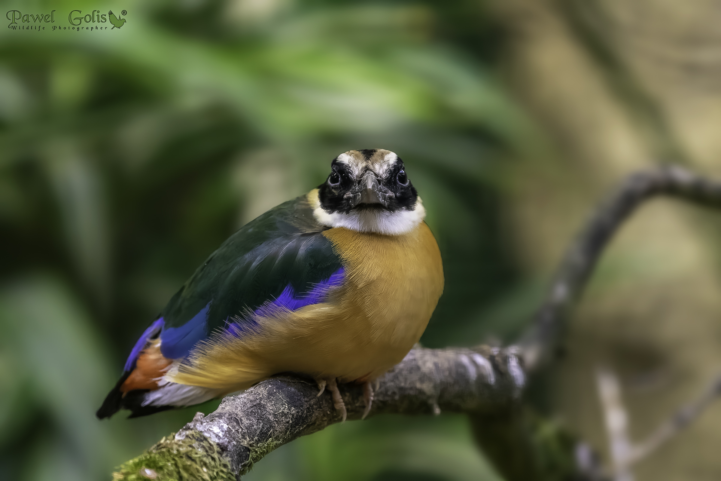The blue-winged pitta (Pitta moluccensis)