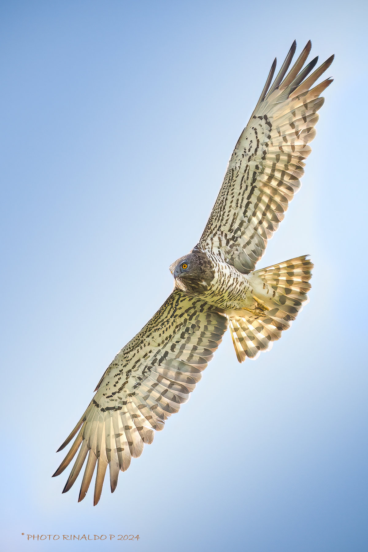 SHORT-TOED EAGLE IN MIGRATION