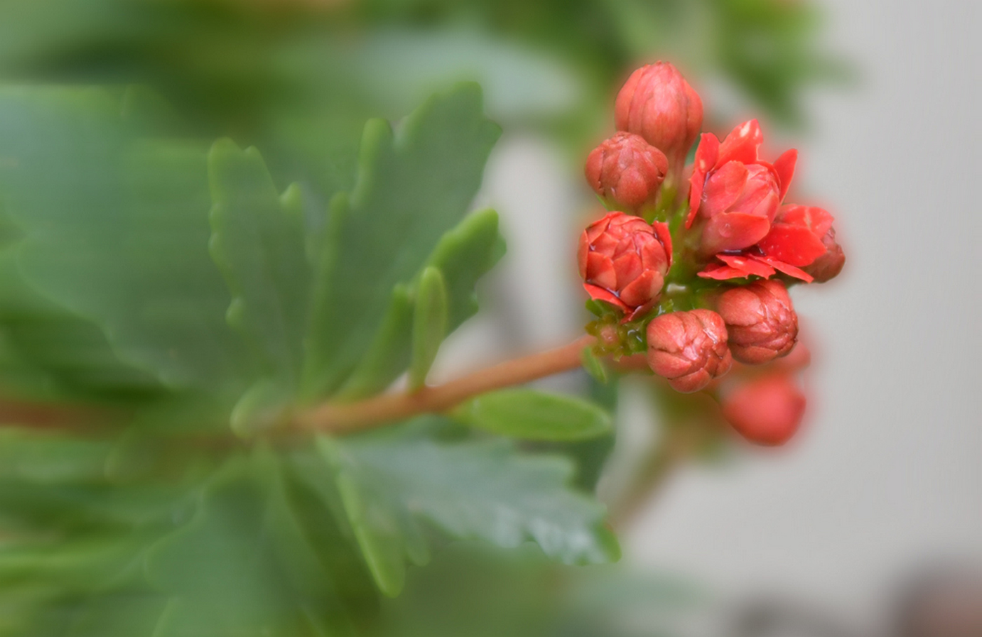 Little red flowers...