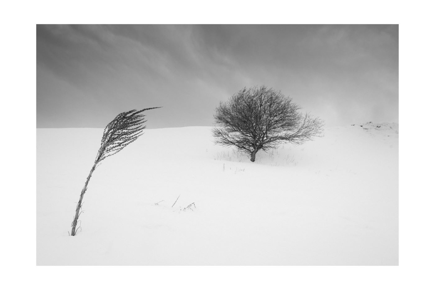 The tree and the blade of grass, a matter of perspectives