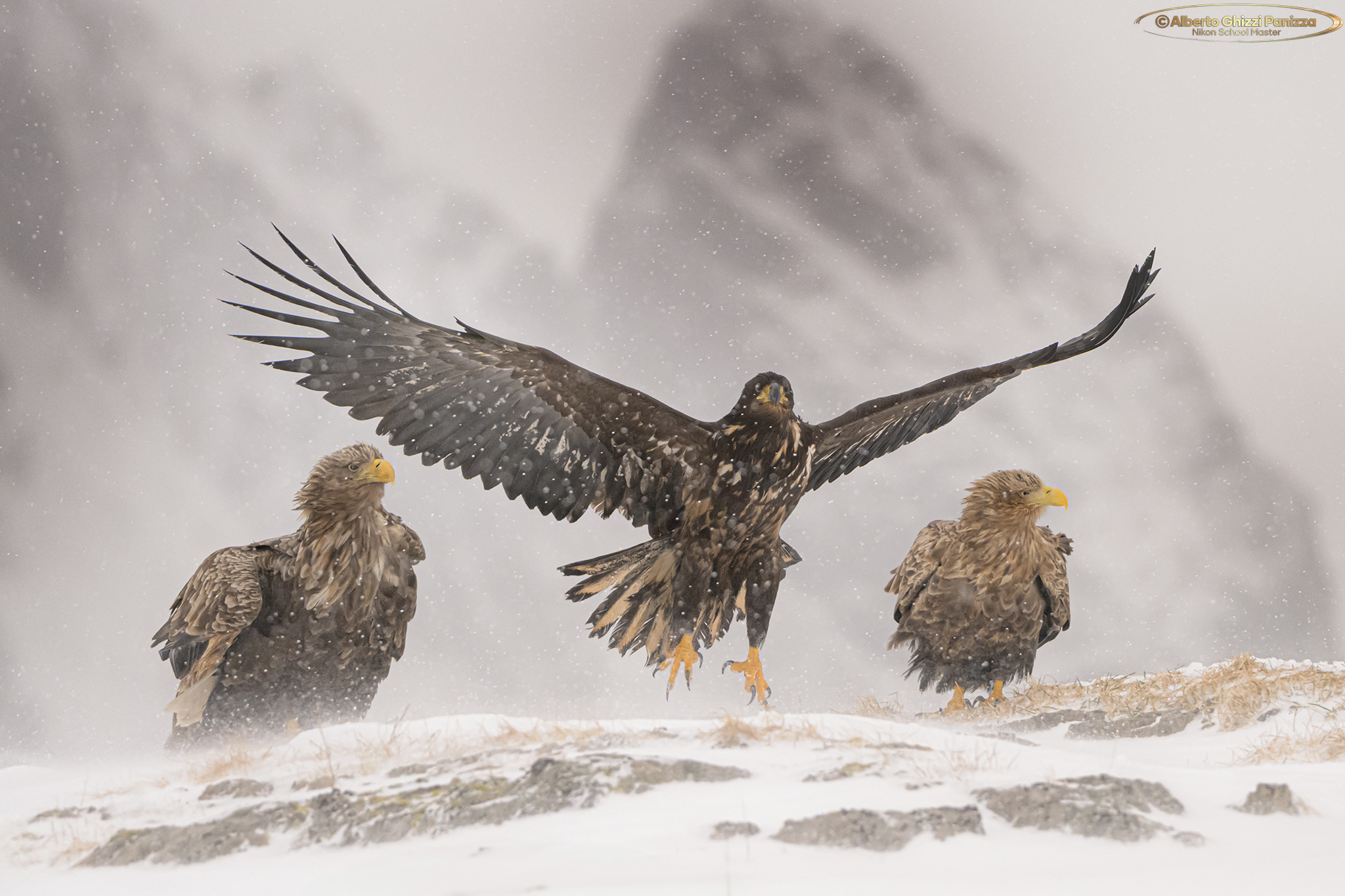 Aquile tra la neve