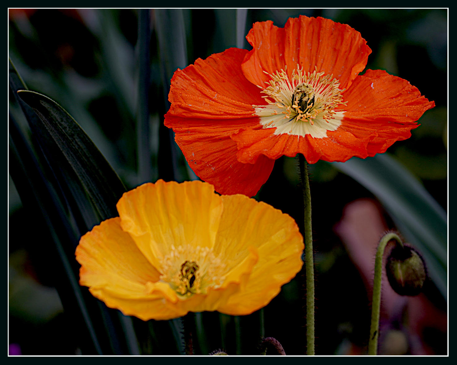 Novoflex 200mm 3.8 Test