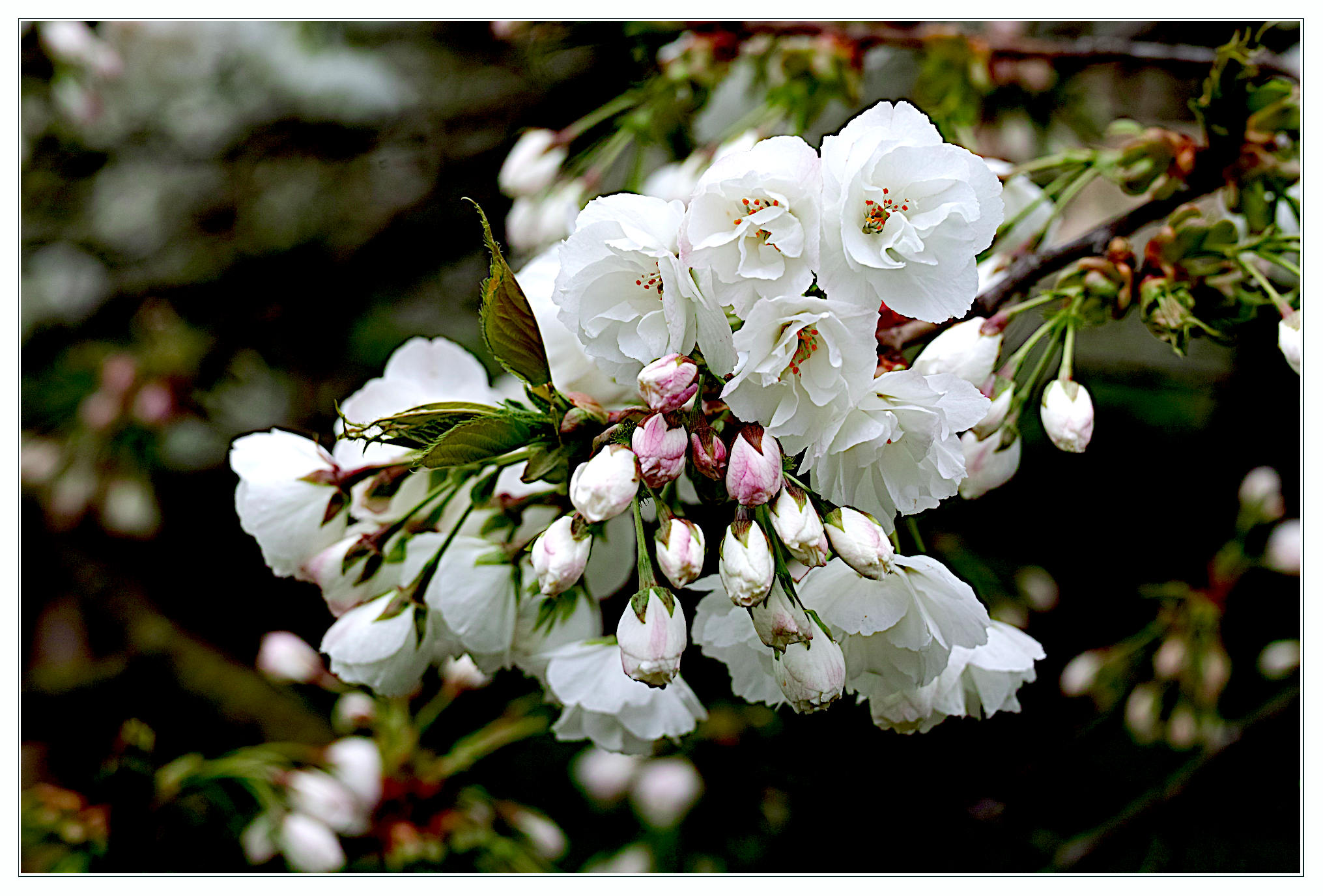 Fiori del ciliegio giapponese