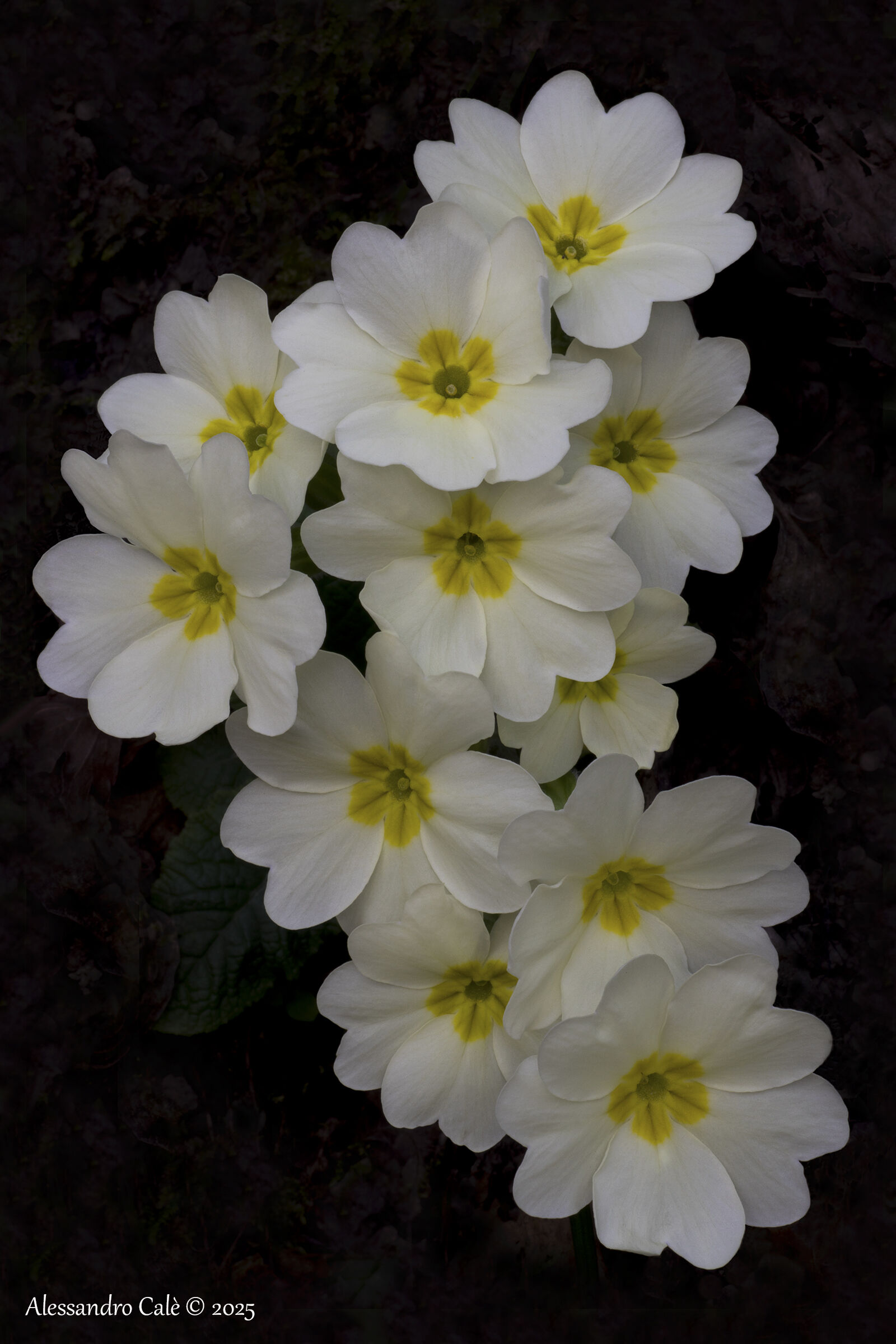 Primula vulgaris (Common Primrose) 0176