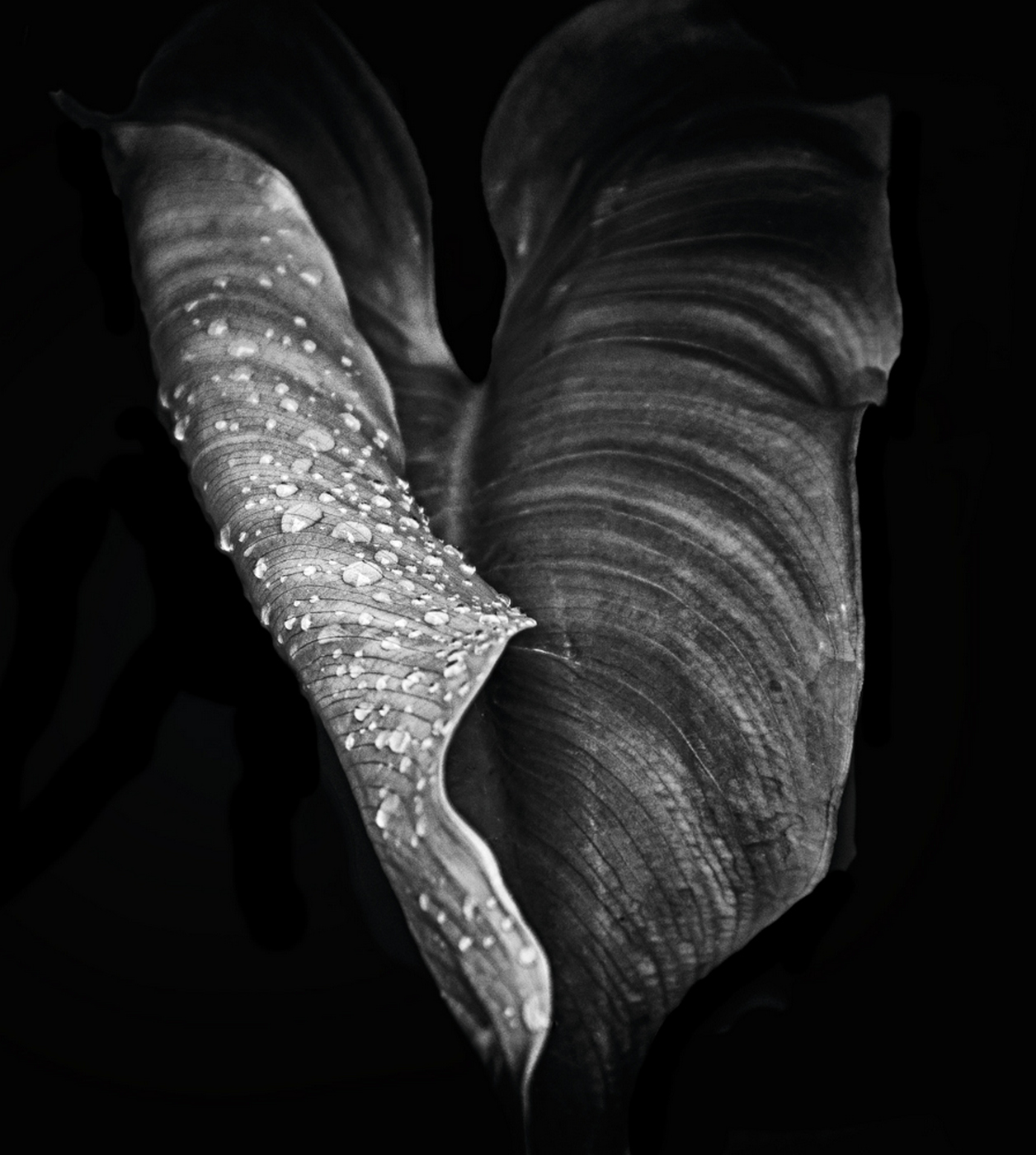 Leaves beaded by the rain...