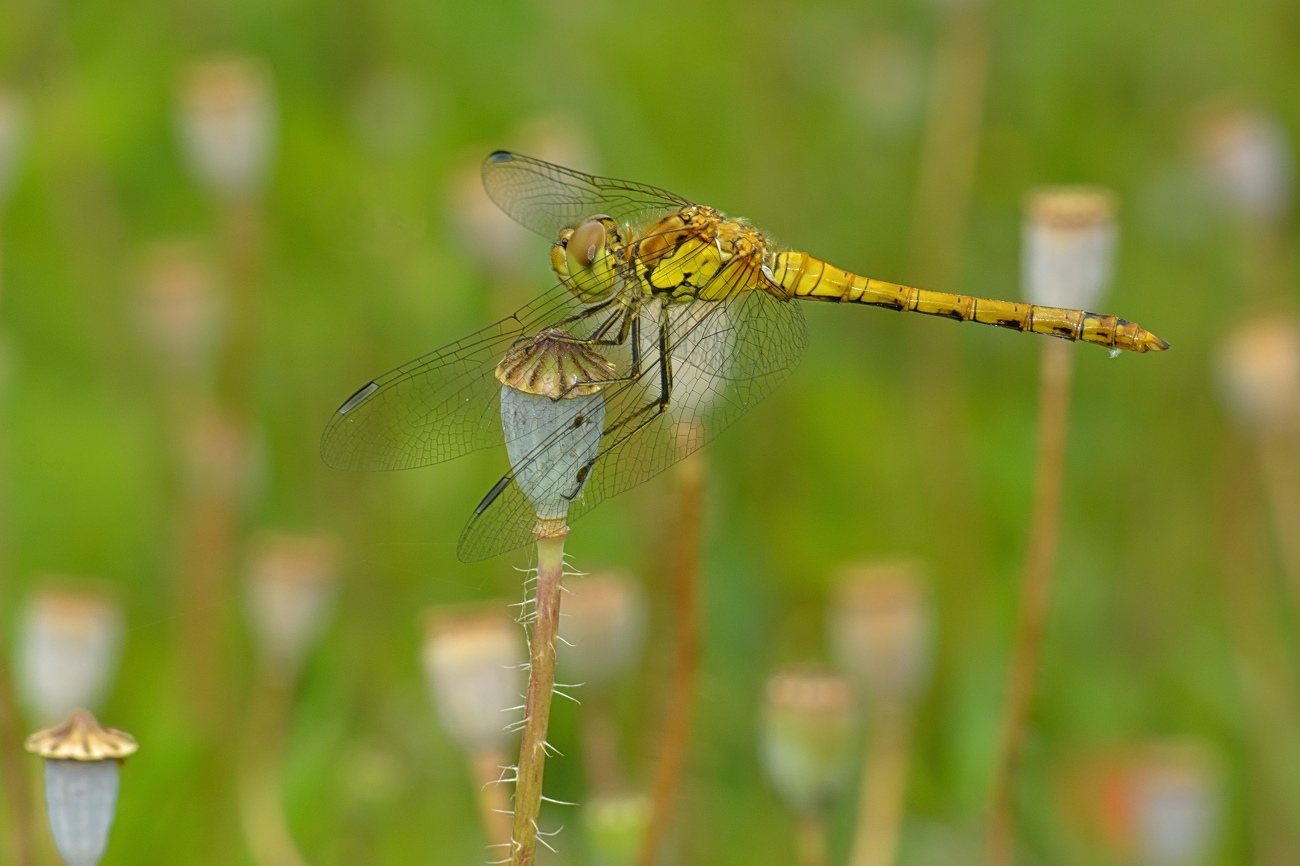 Dragonfly