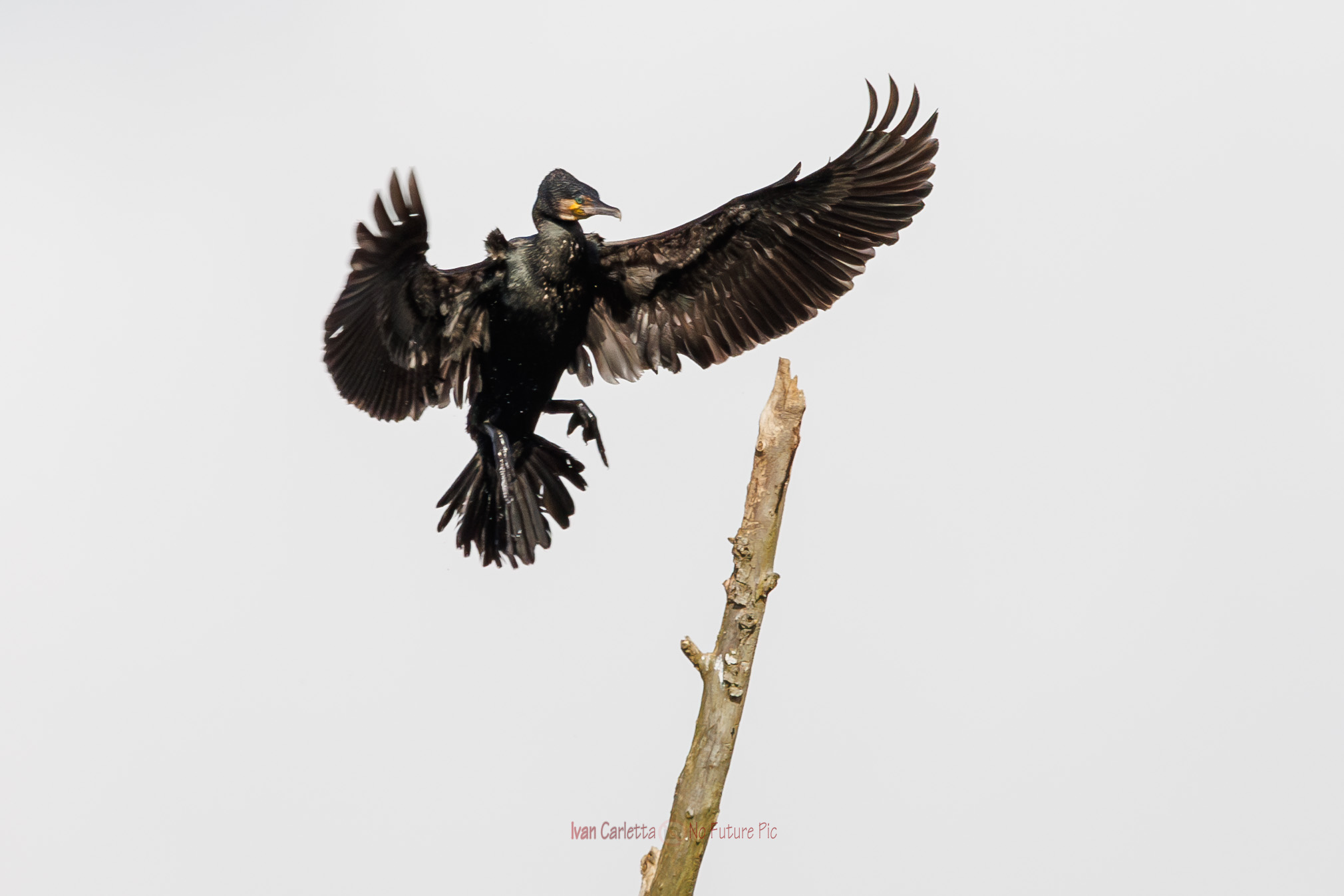 Cormorano