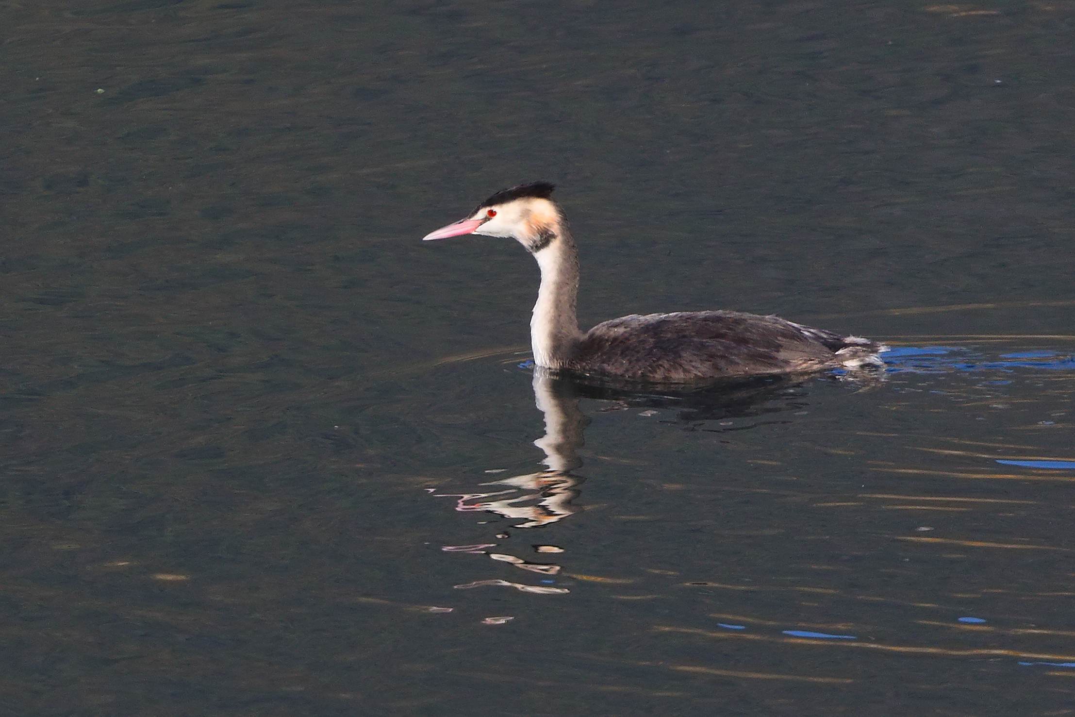 Svasso 15 novembre 2024 - 0142