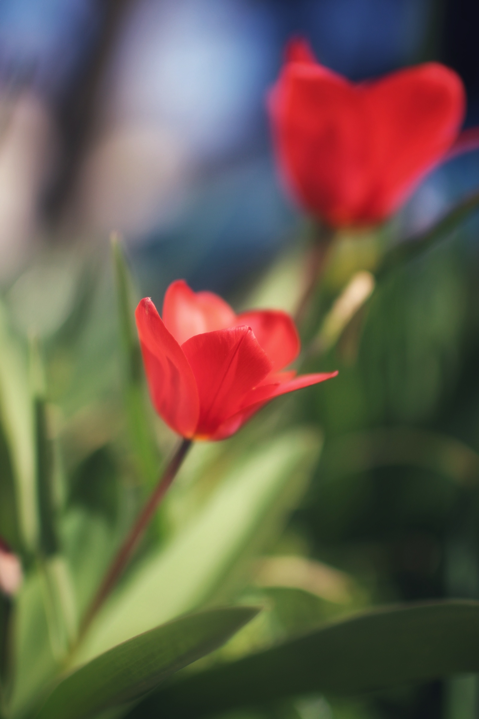 red