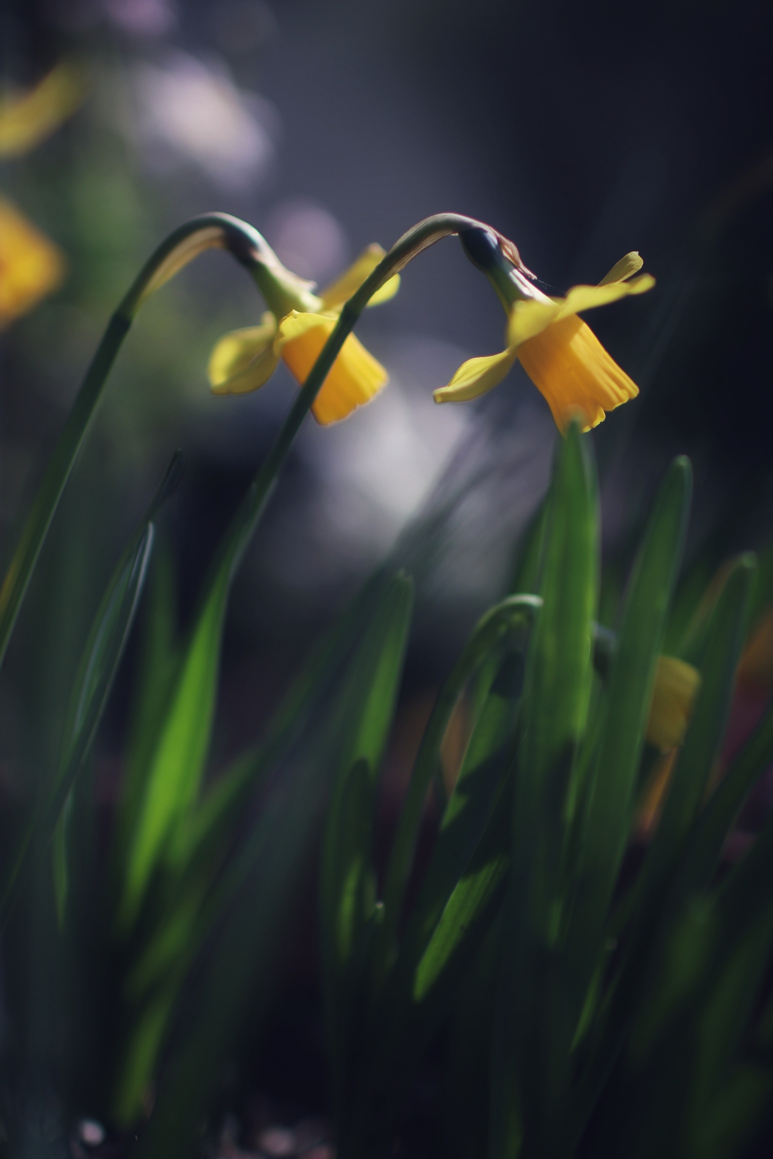 2daffodils