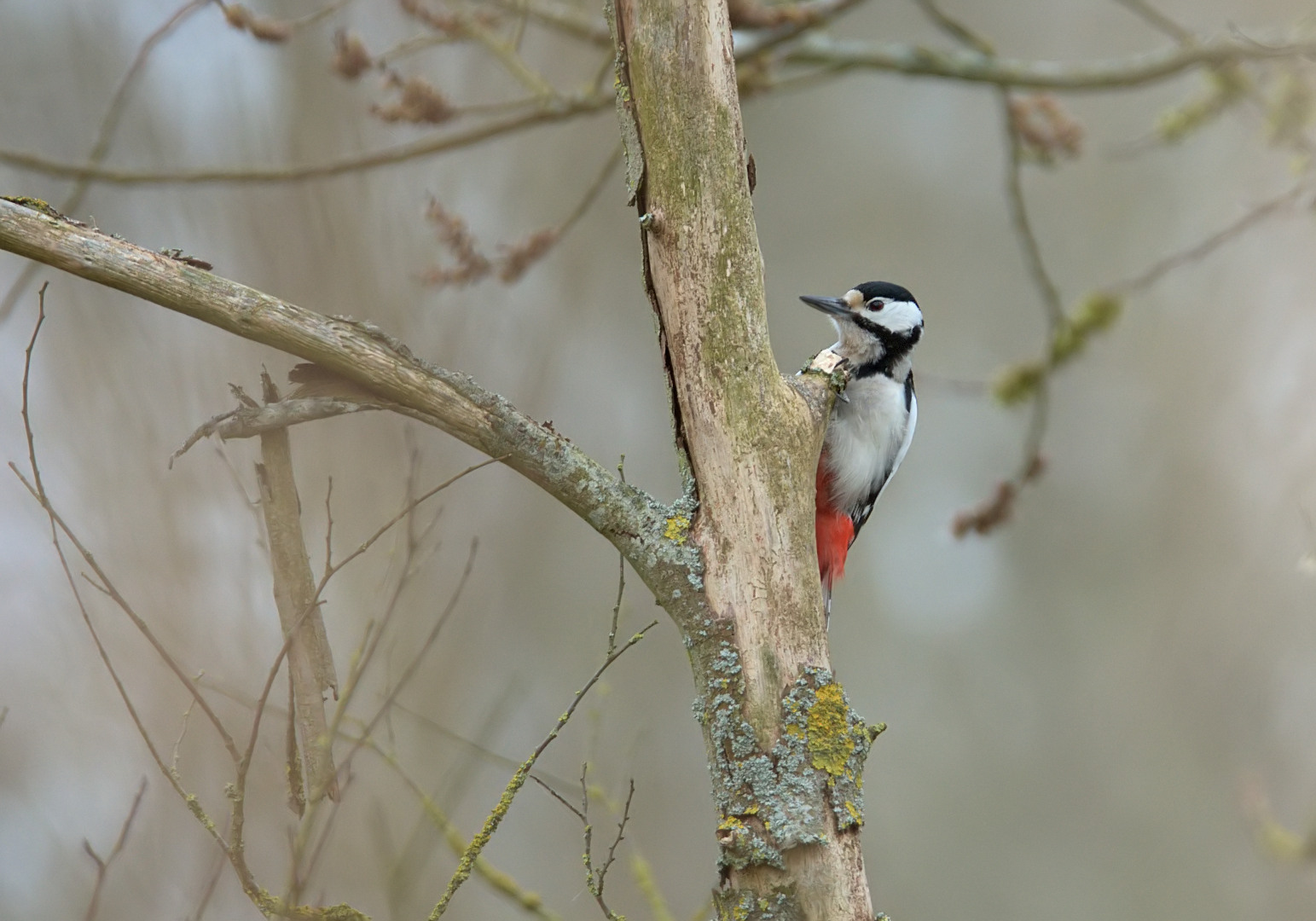 Great Spotted Woodpecker