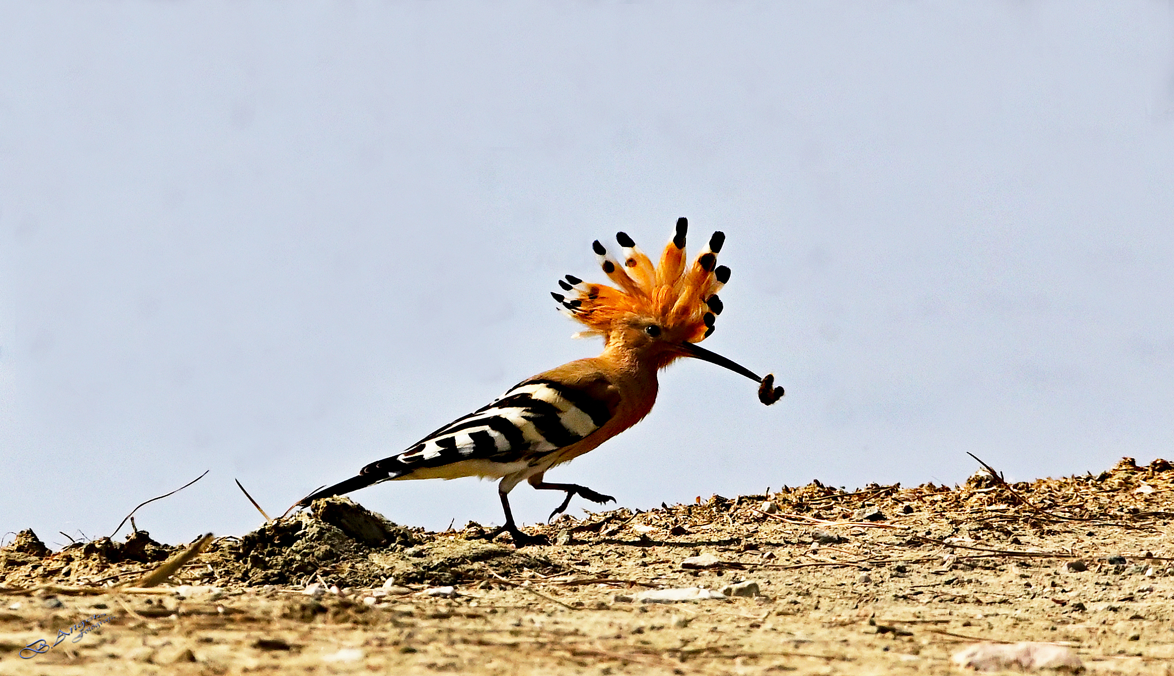 " Hoopoe "