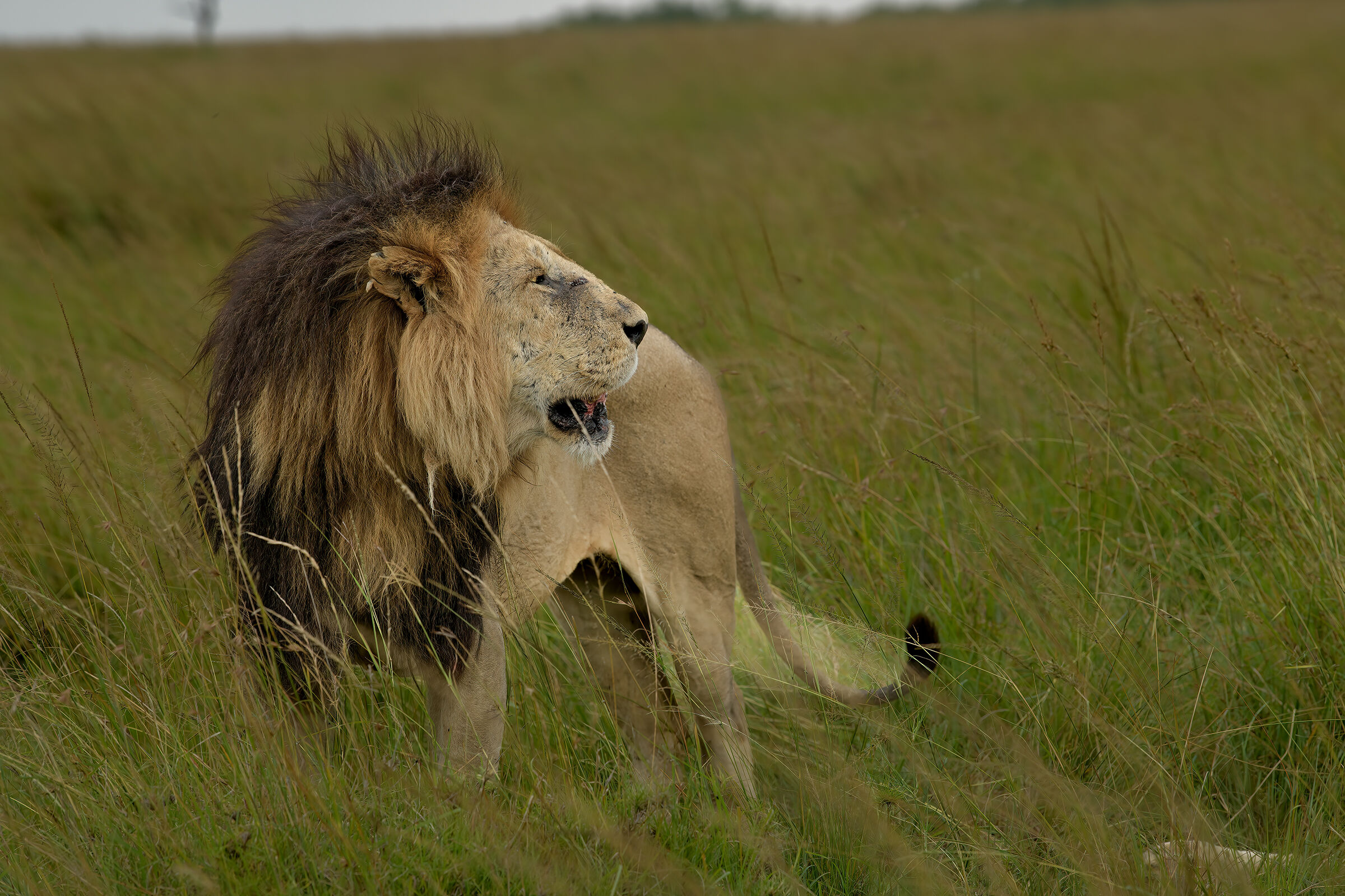 The king of the savannah