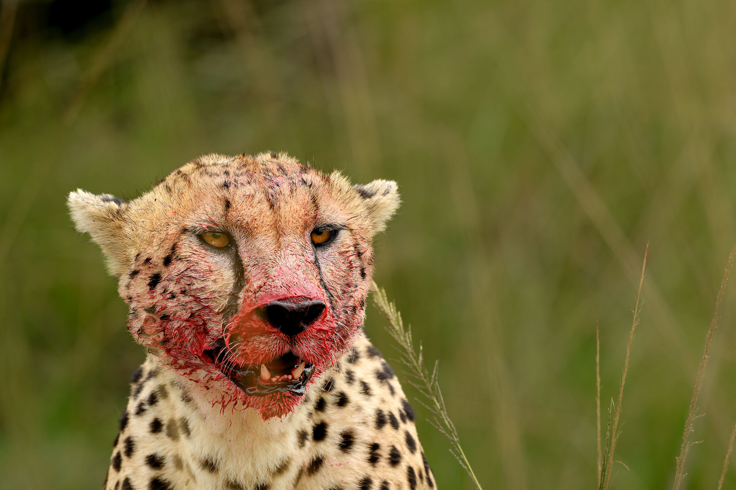 Bloody cheetah