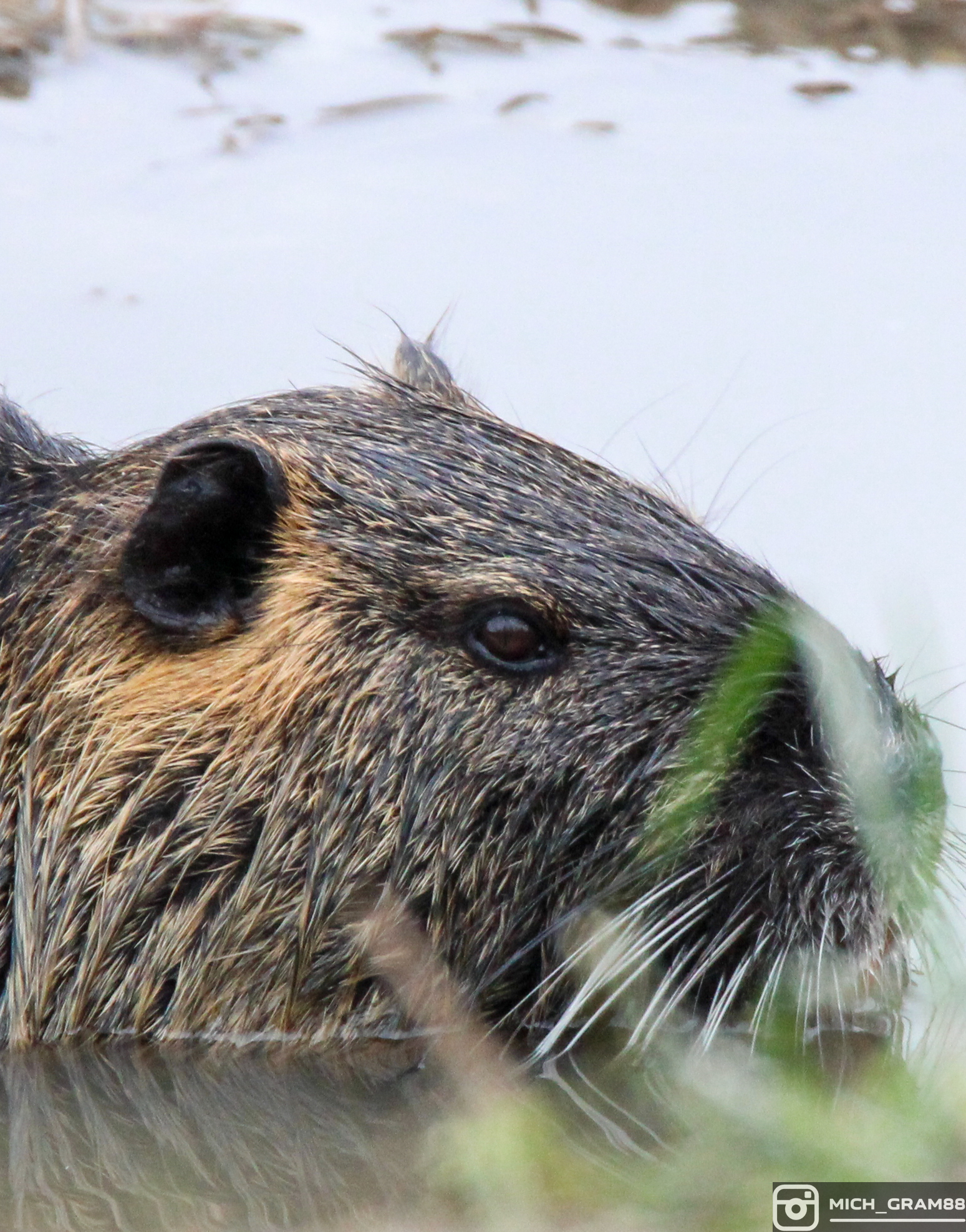 Nutria