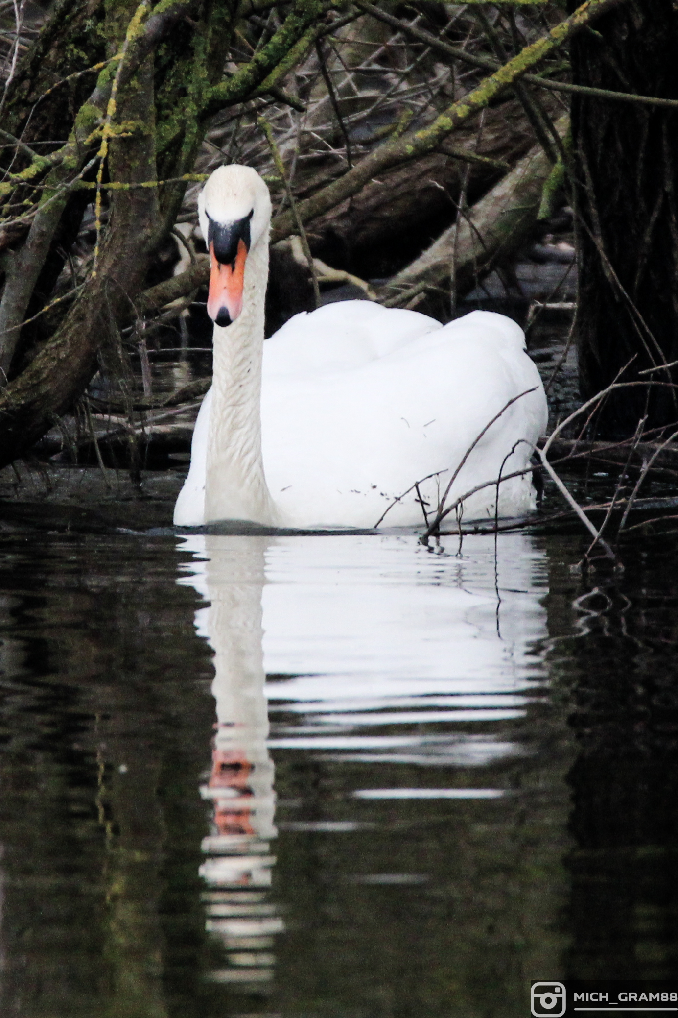 Swan