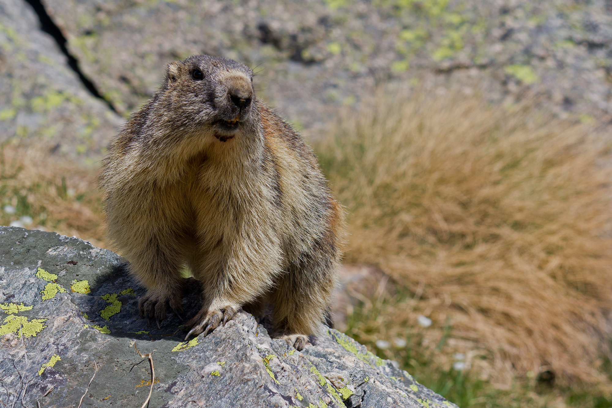 Marmot intrepid