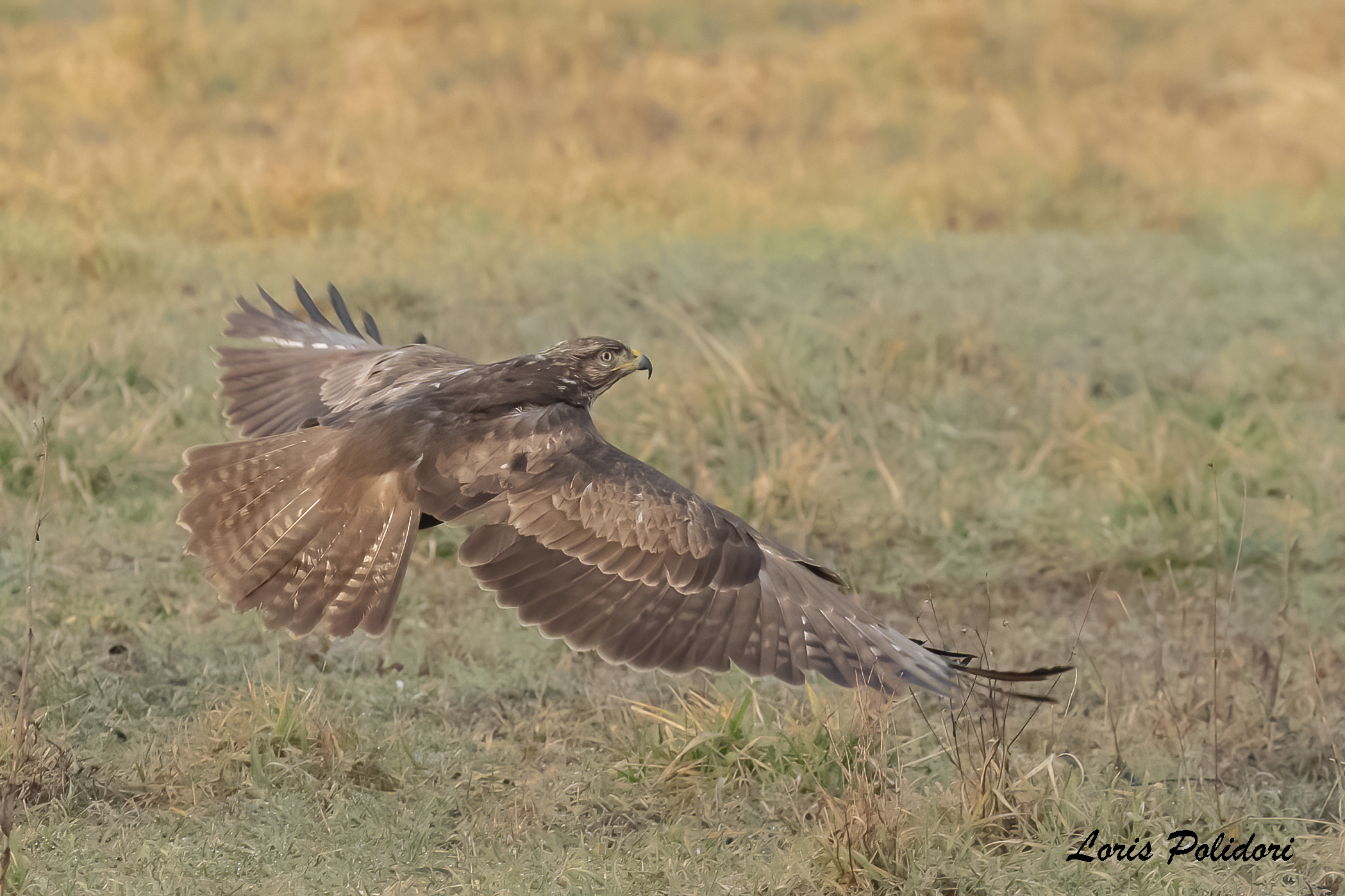 Buzzard in flight