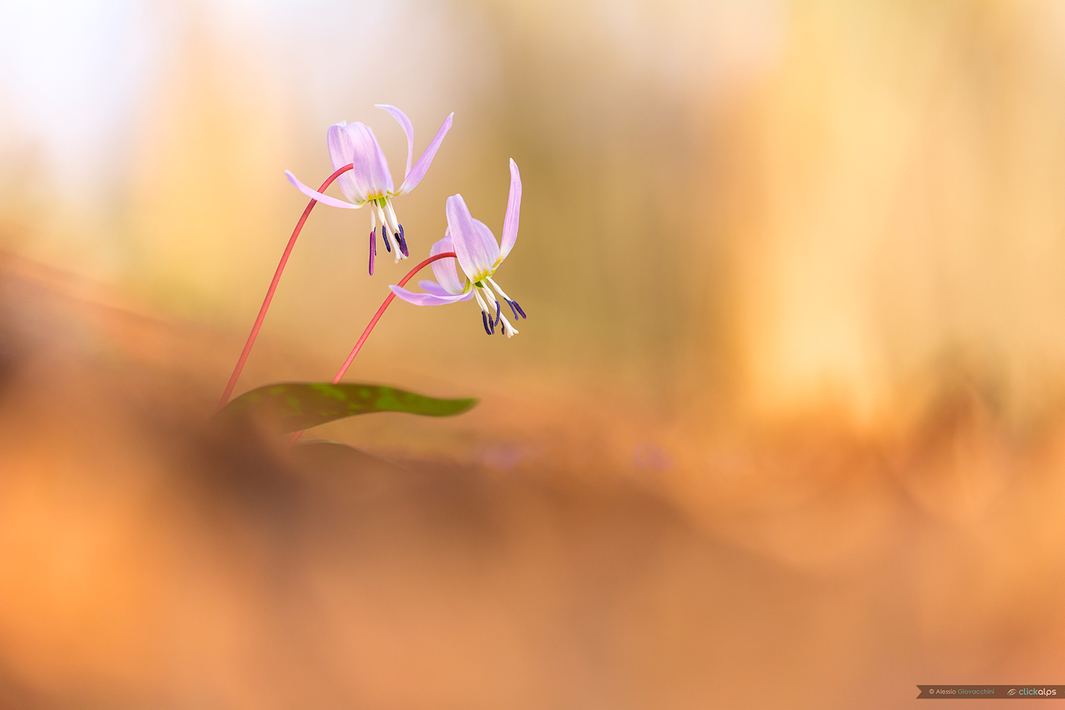 Erythronium dens-canis
