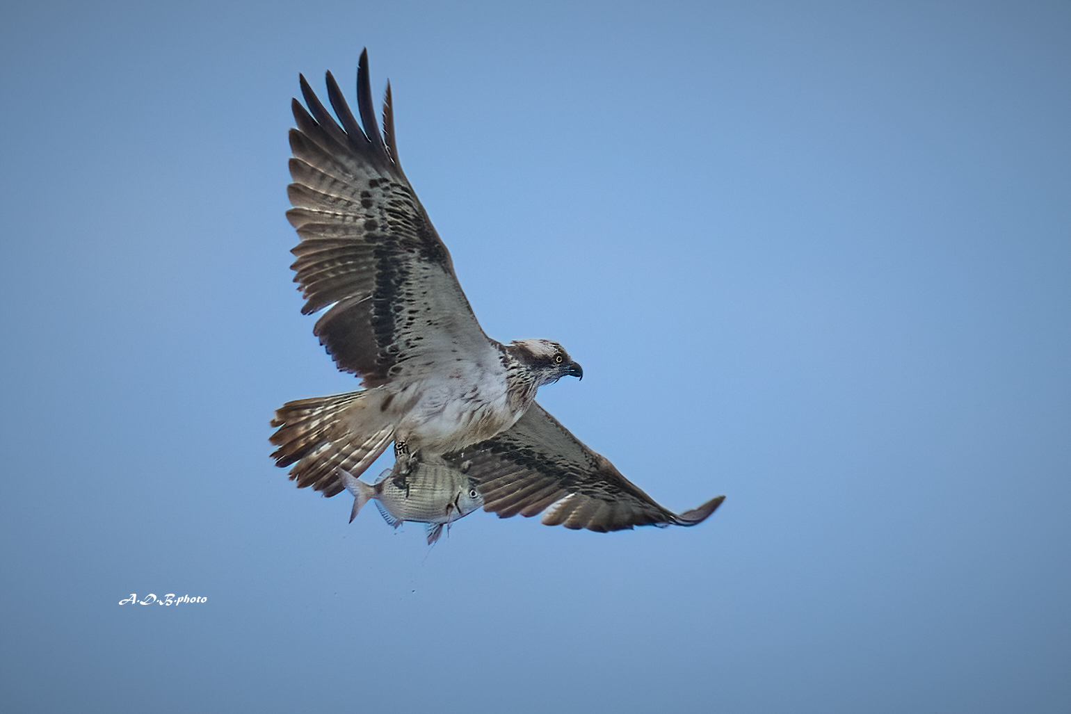 Falco pescatore con preda