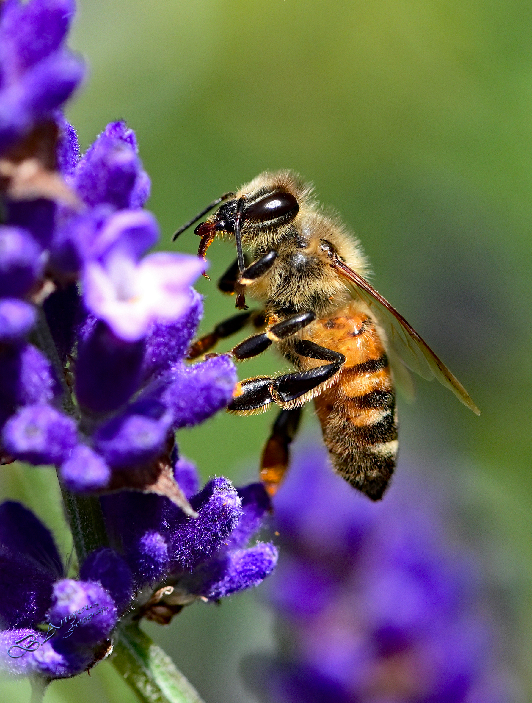 " Ape mellifera "