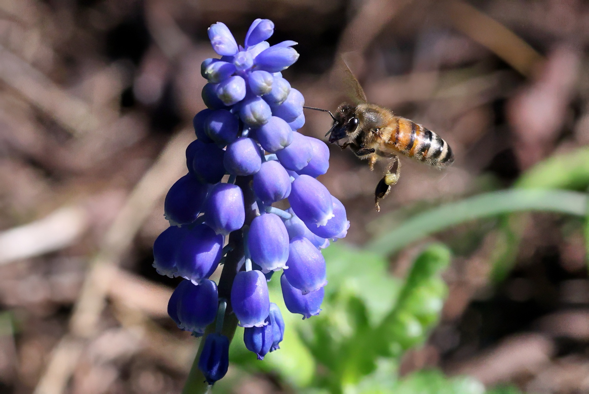 Ape su Muscari azzurro