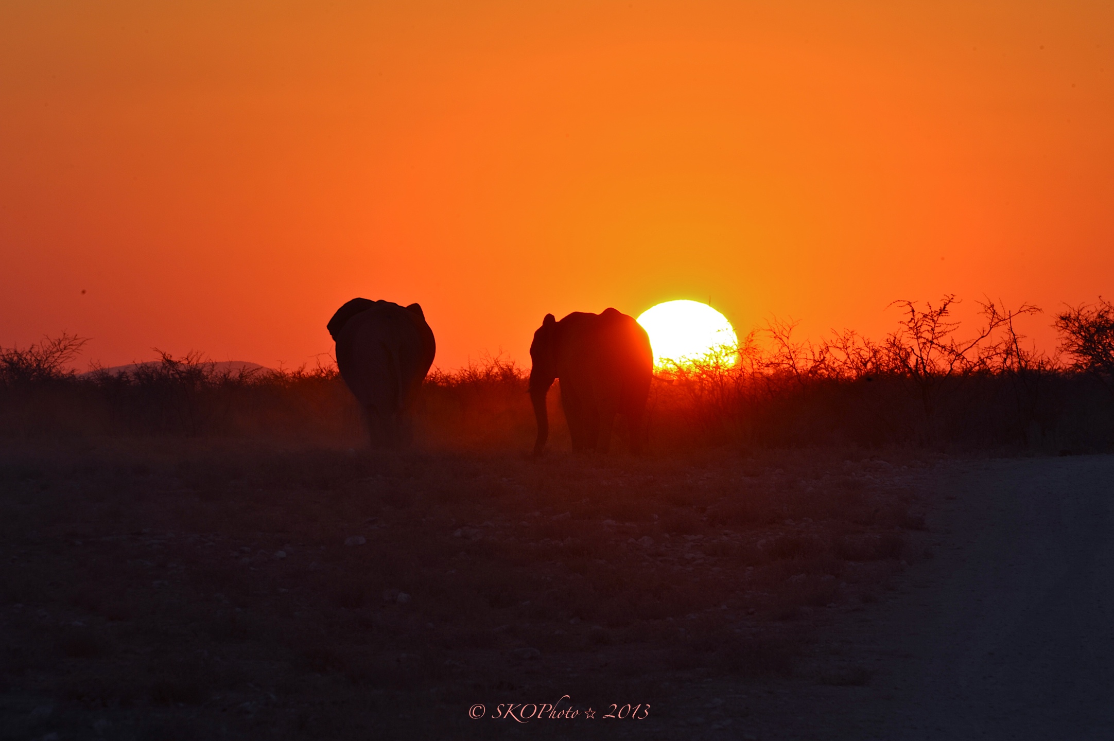 Elefanti al tramonto vengono ad abbeverarsi al pozza.