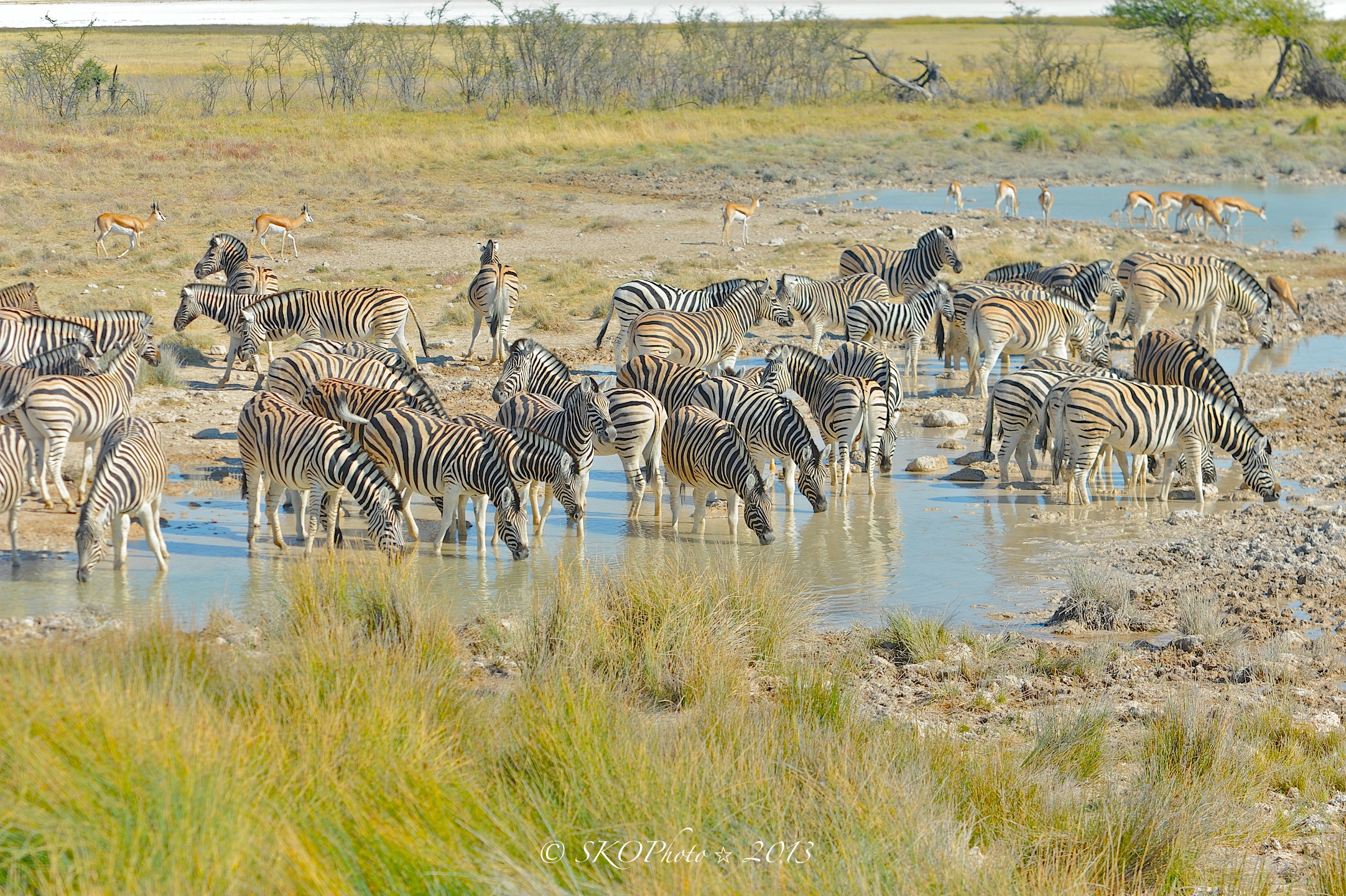 Abbeverata Zebre e Etosha NP