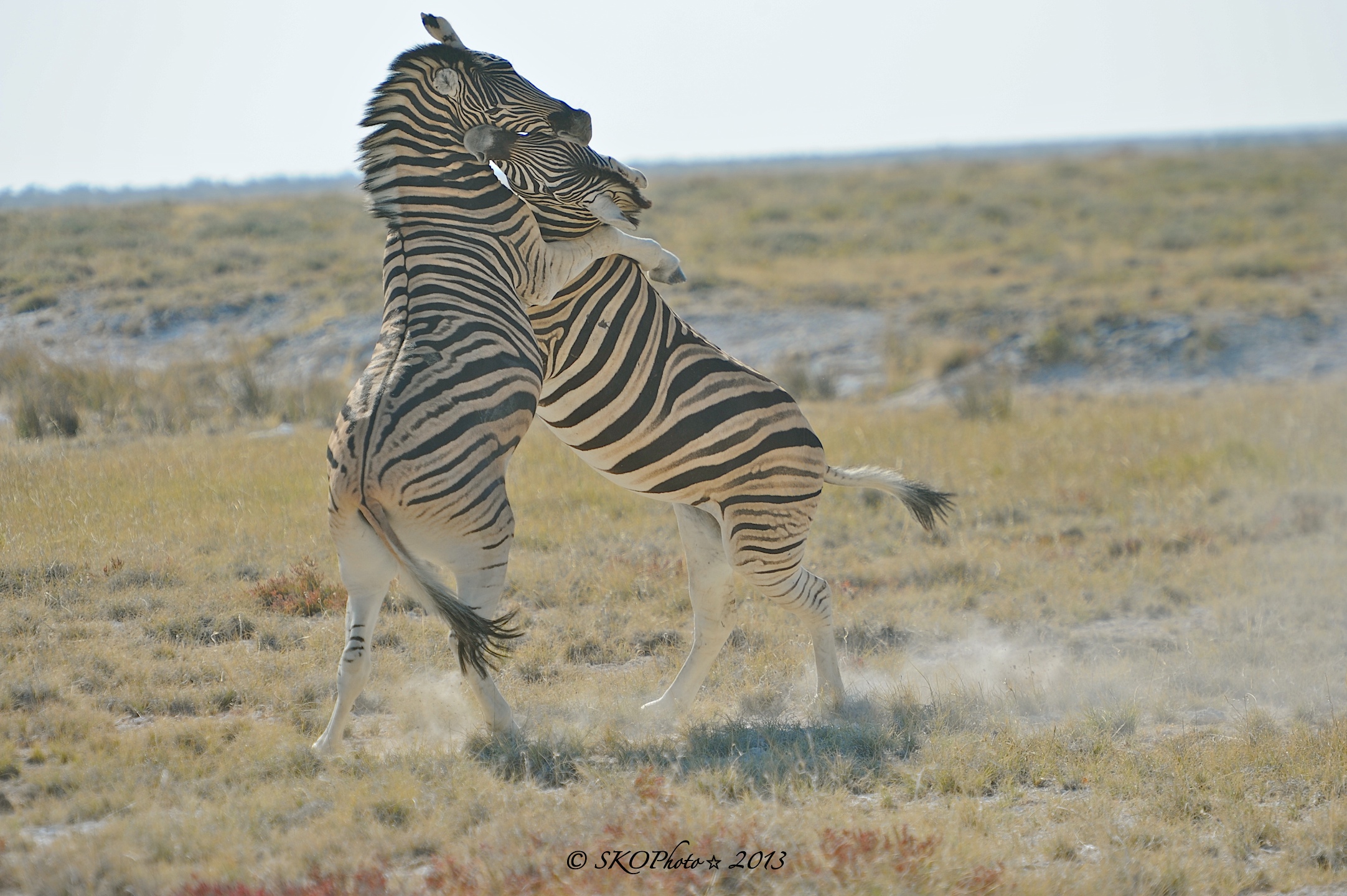 Zebre di Burchell.  Etosha NP