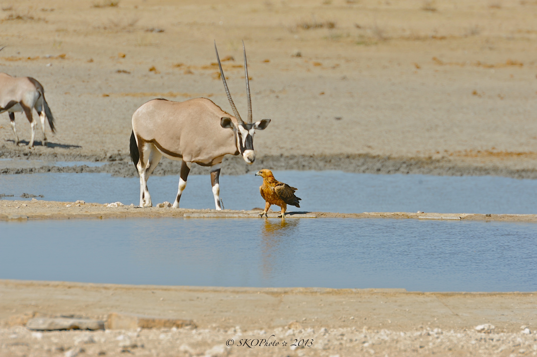 Orice e Aquila Tawny. Etosha NP.