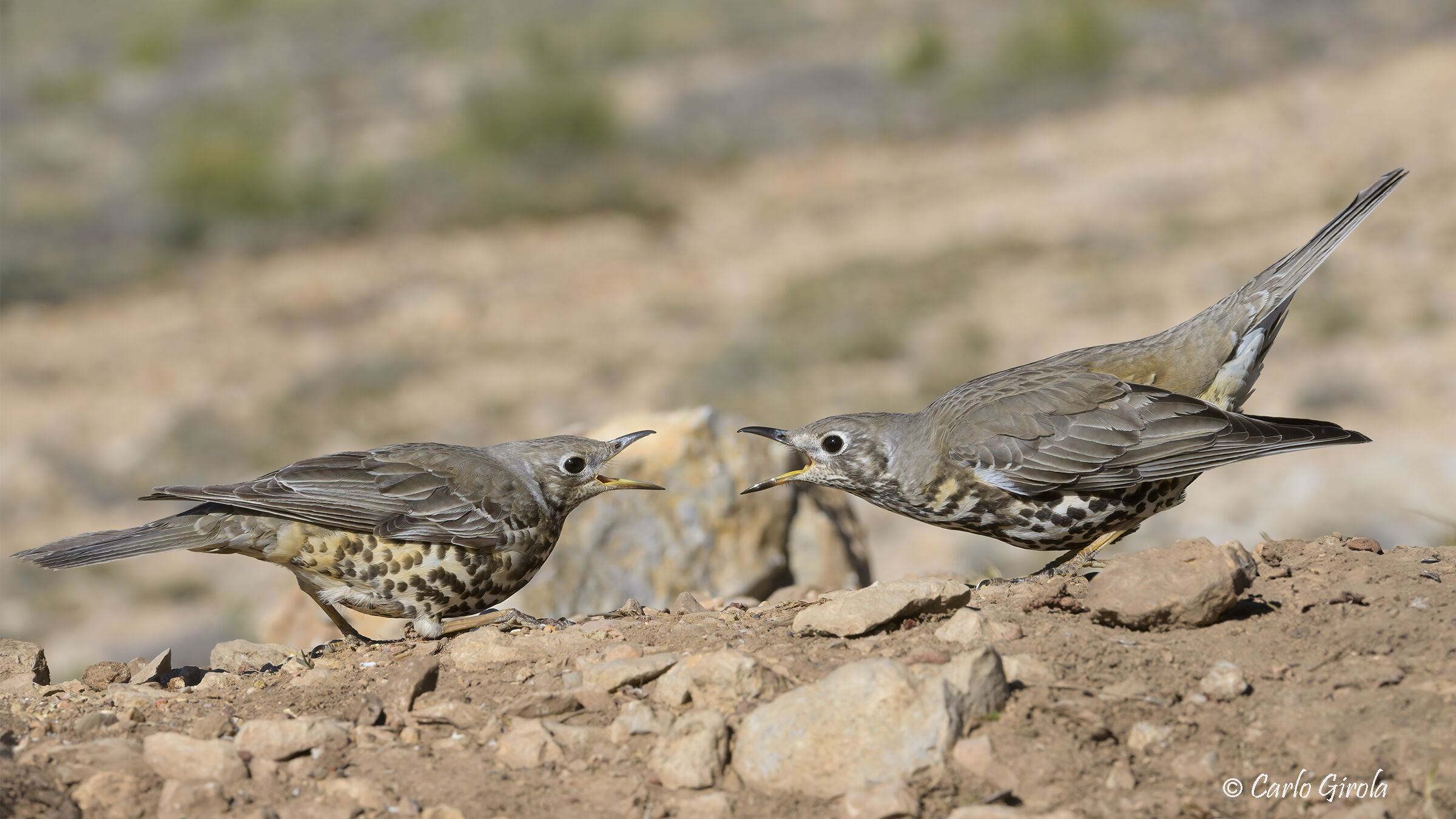 Thrush (Turdus viscivorus)