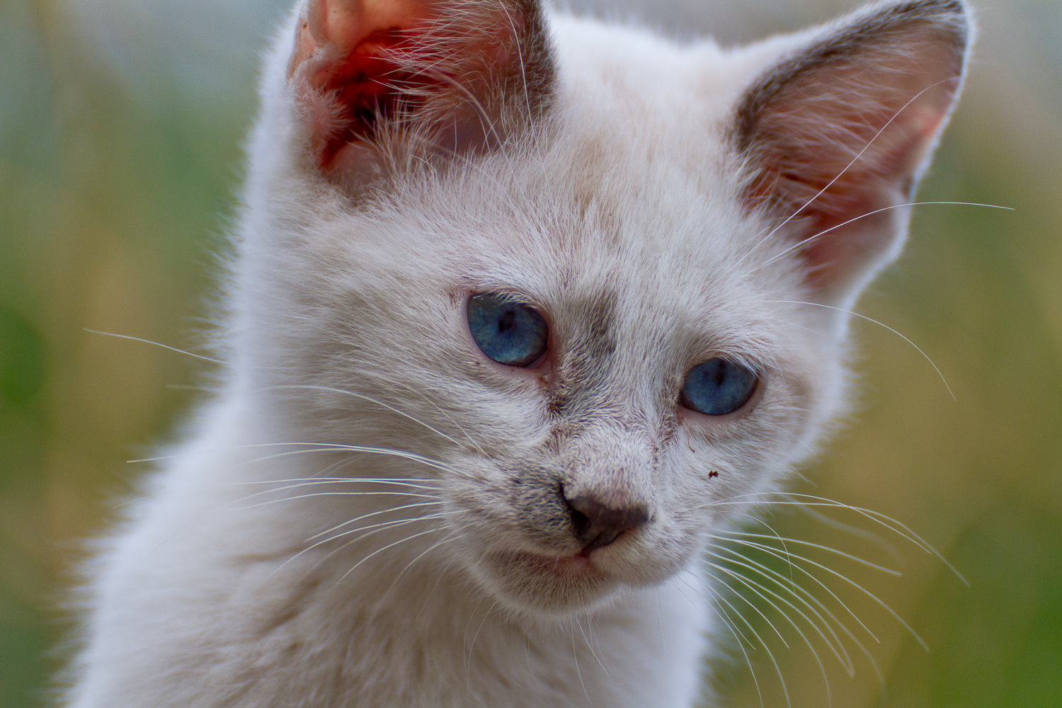 Fratello di Diabolik gattino randagio