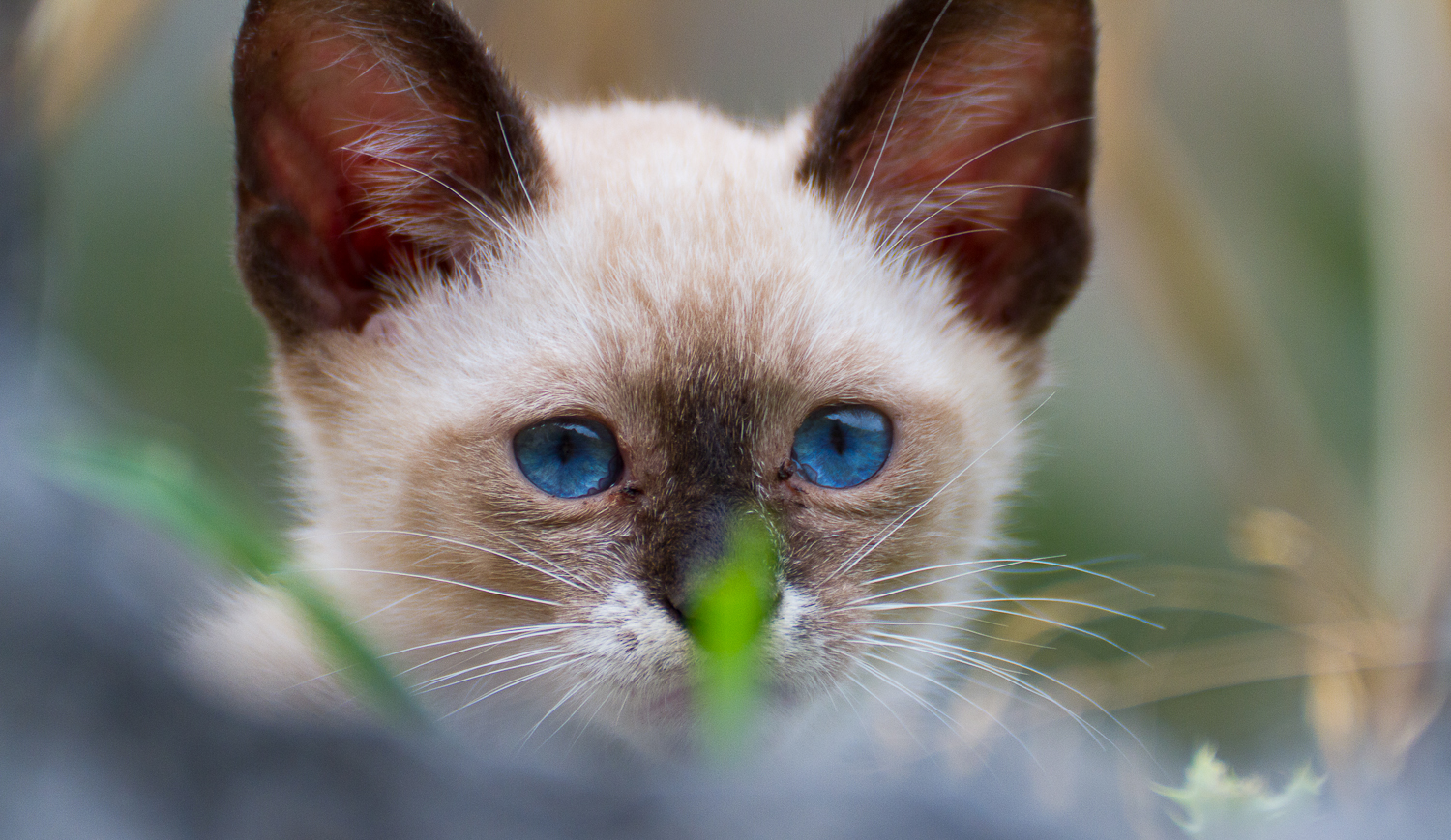 Diabolik stray kitten