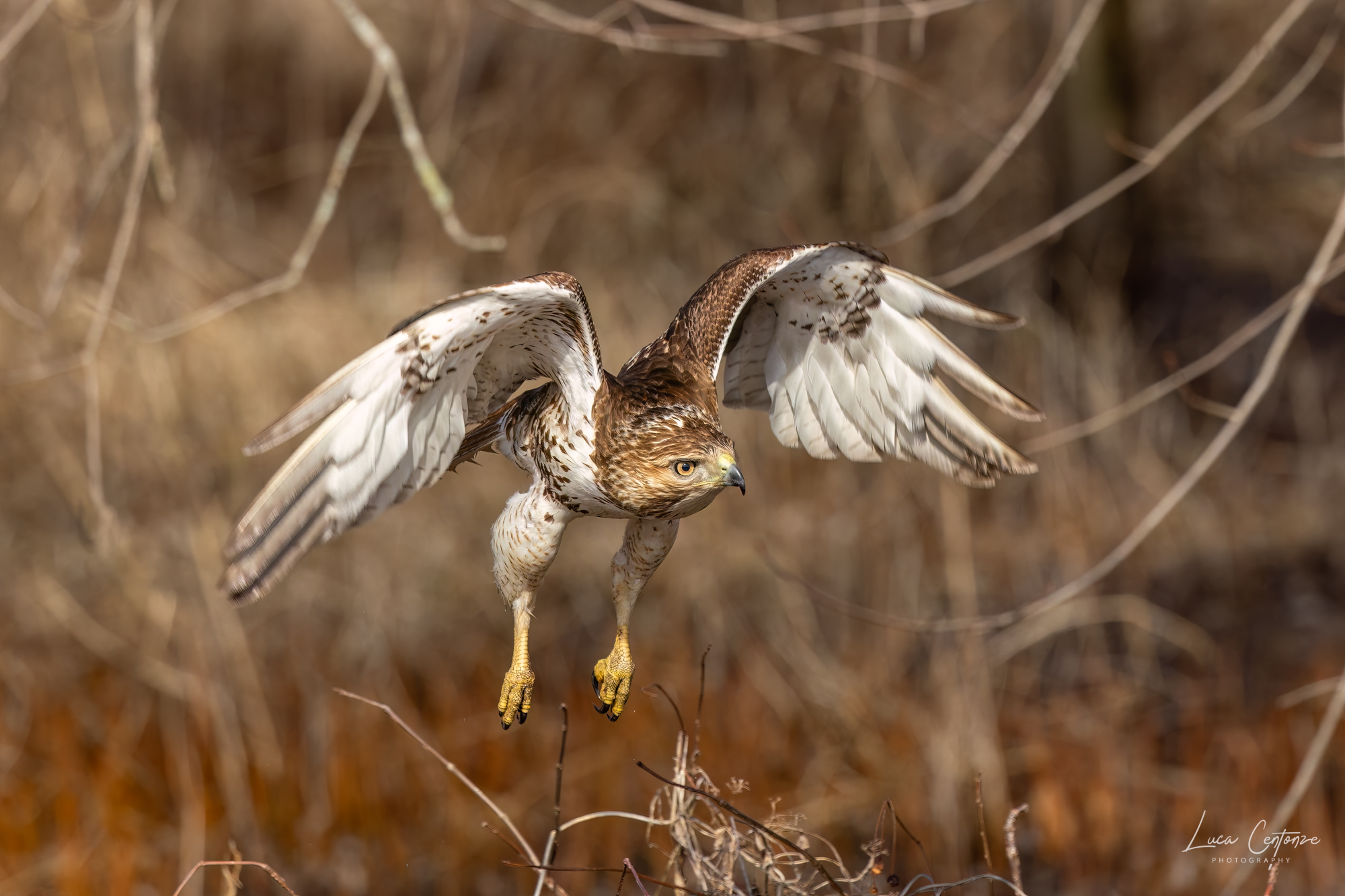 Red-tailed Hawk