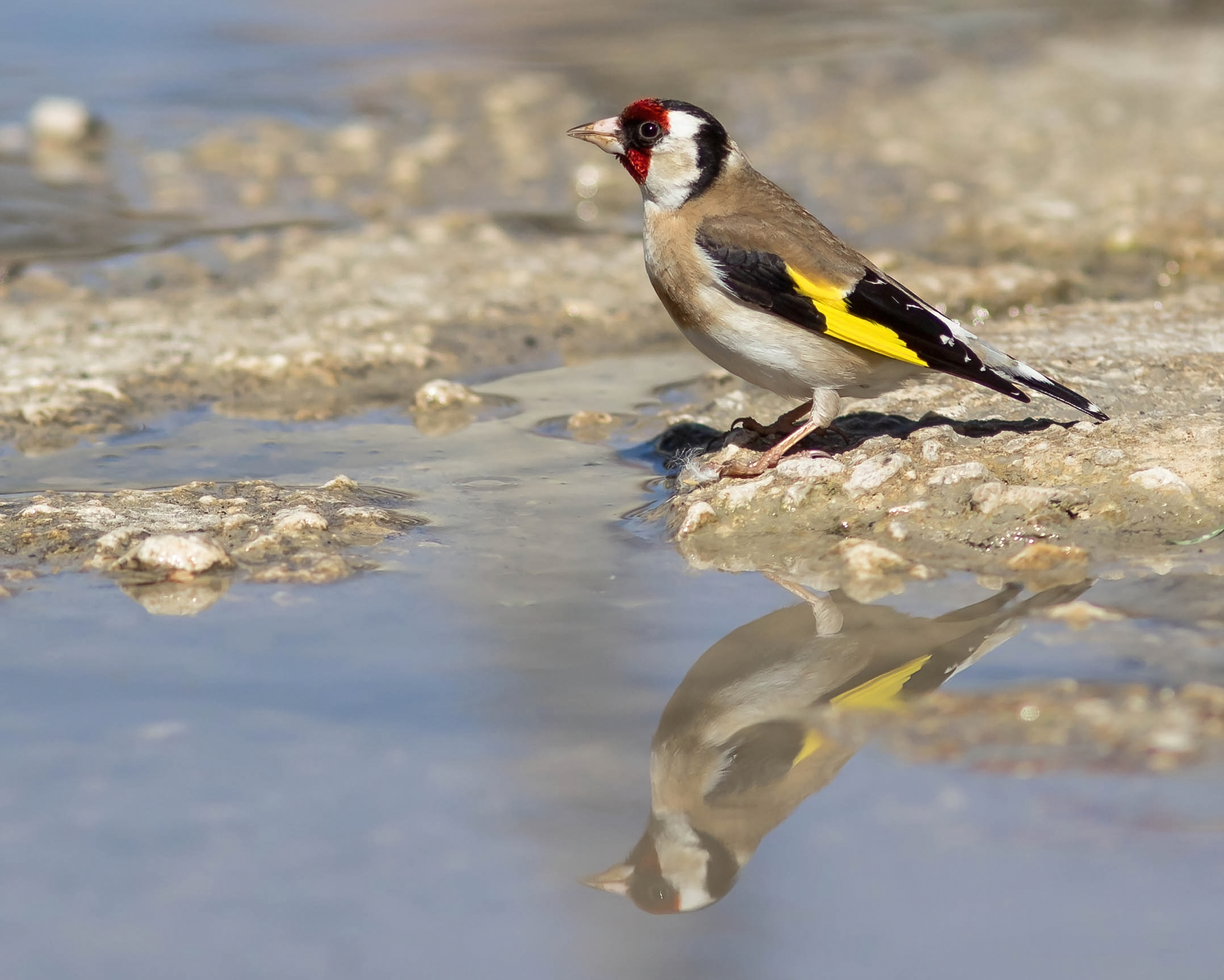 Goldfinch with watering