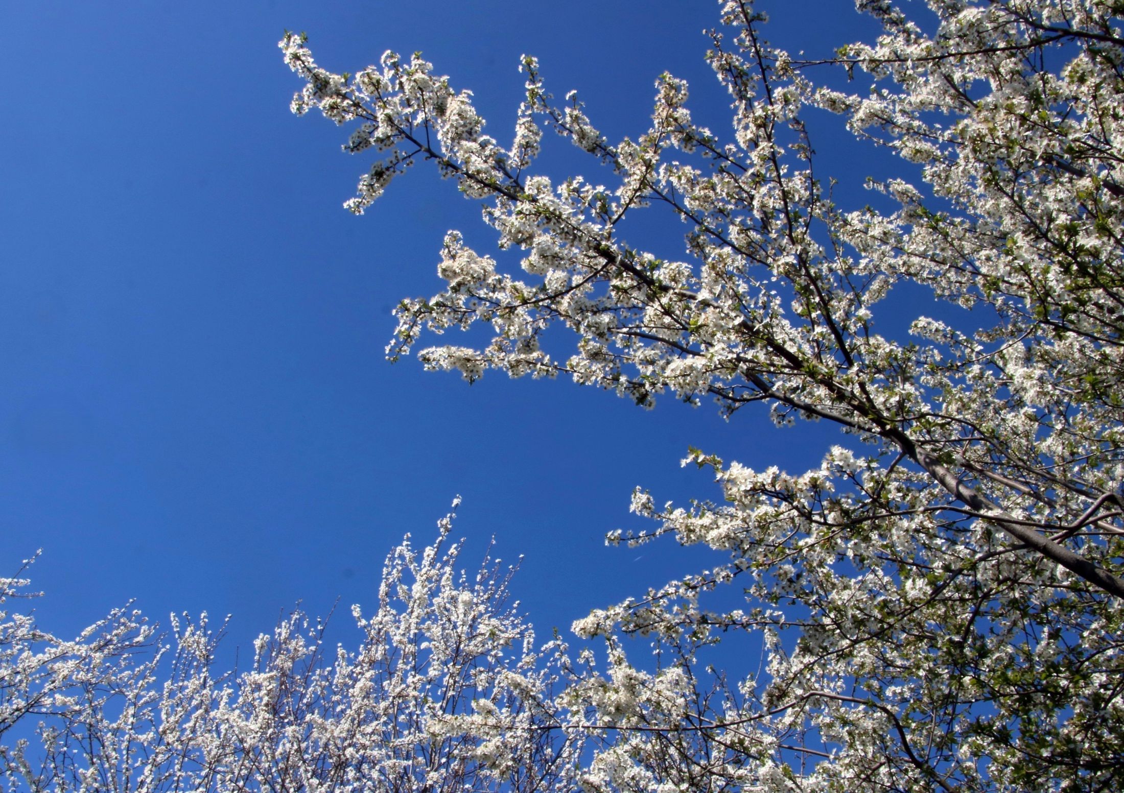 Unequivocally spring