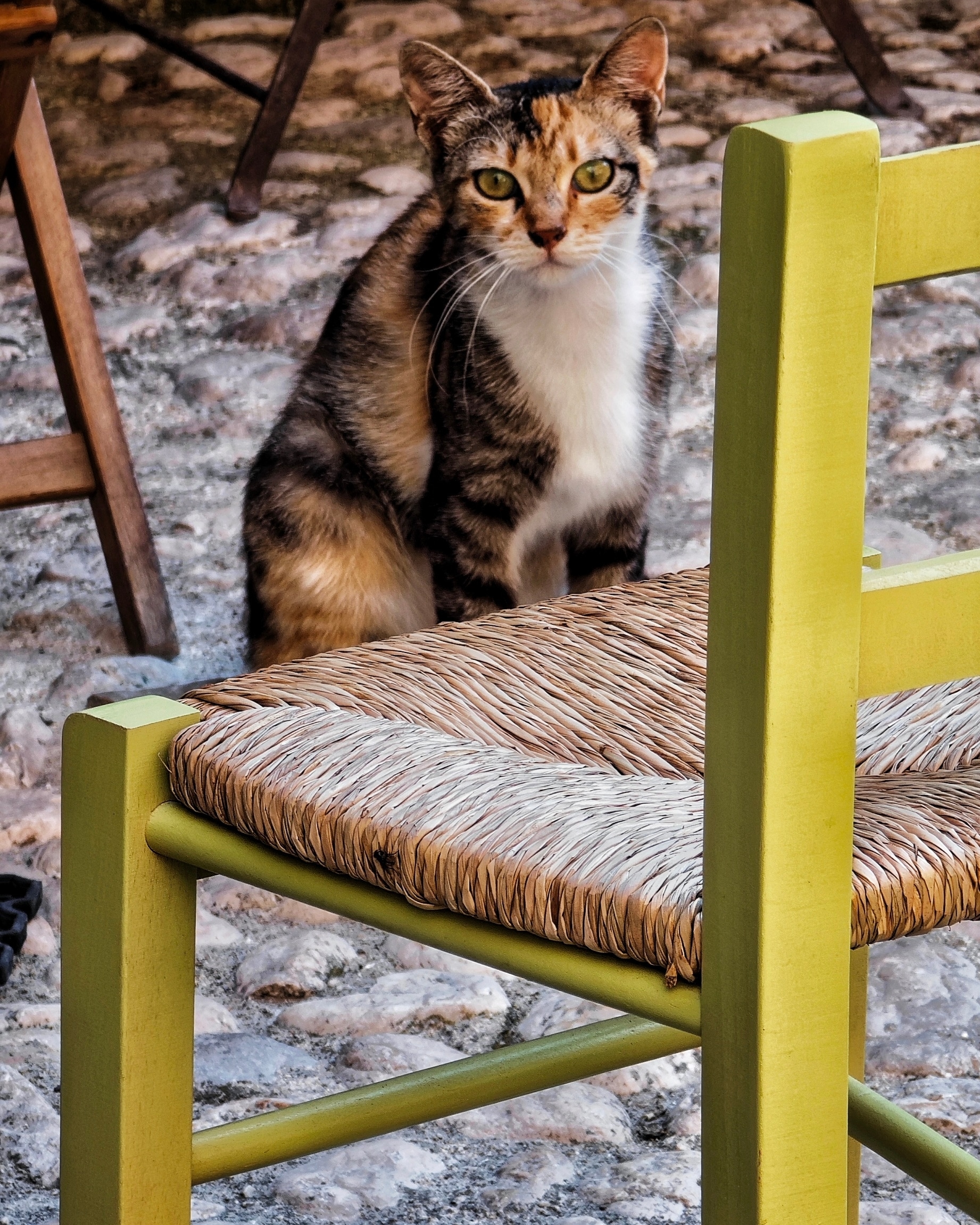 Micia