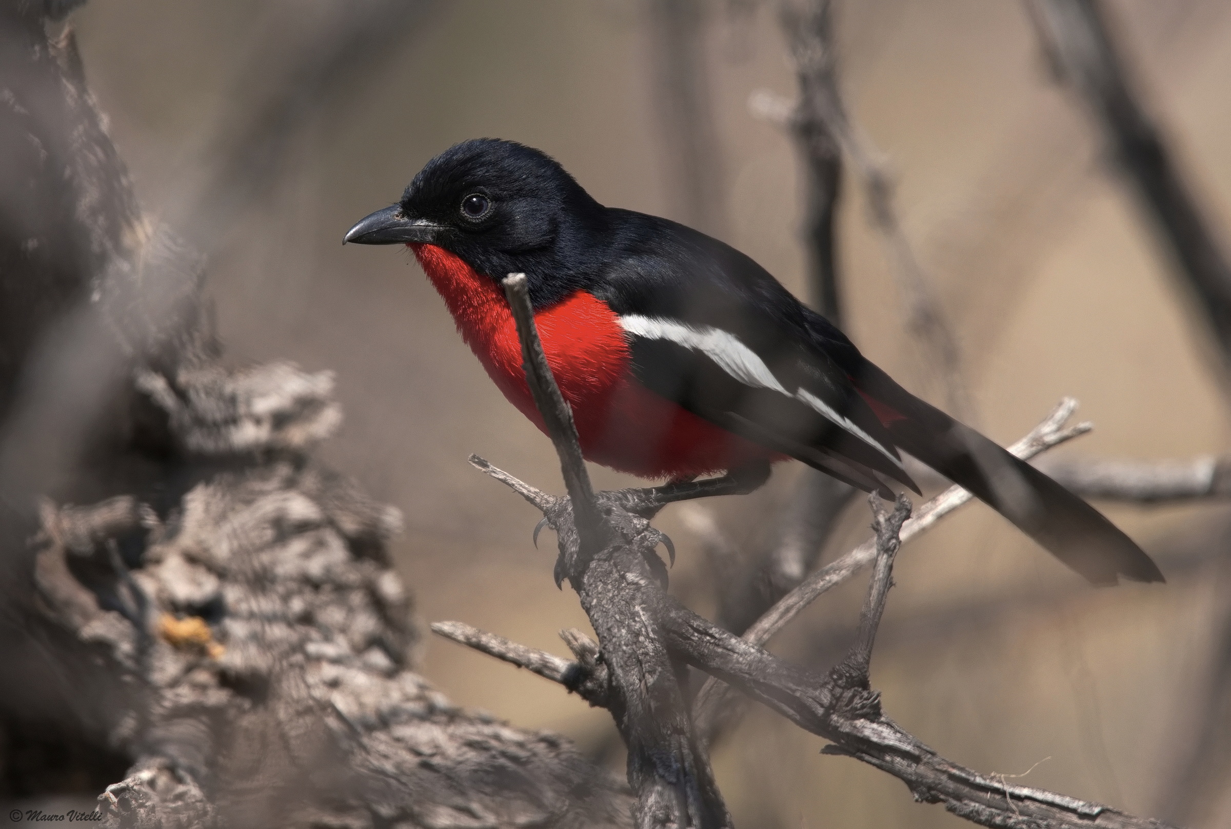 Averla petto cresimi (Laniarius atrococcineus)
