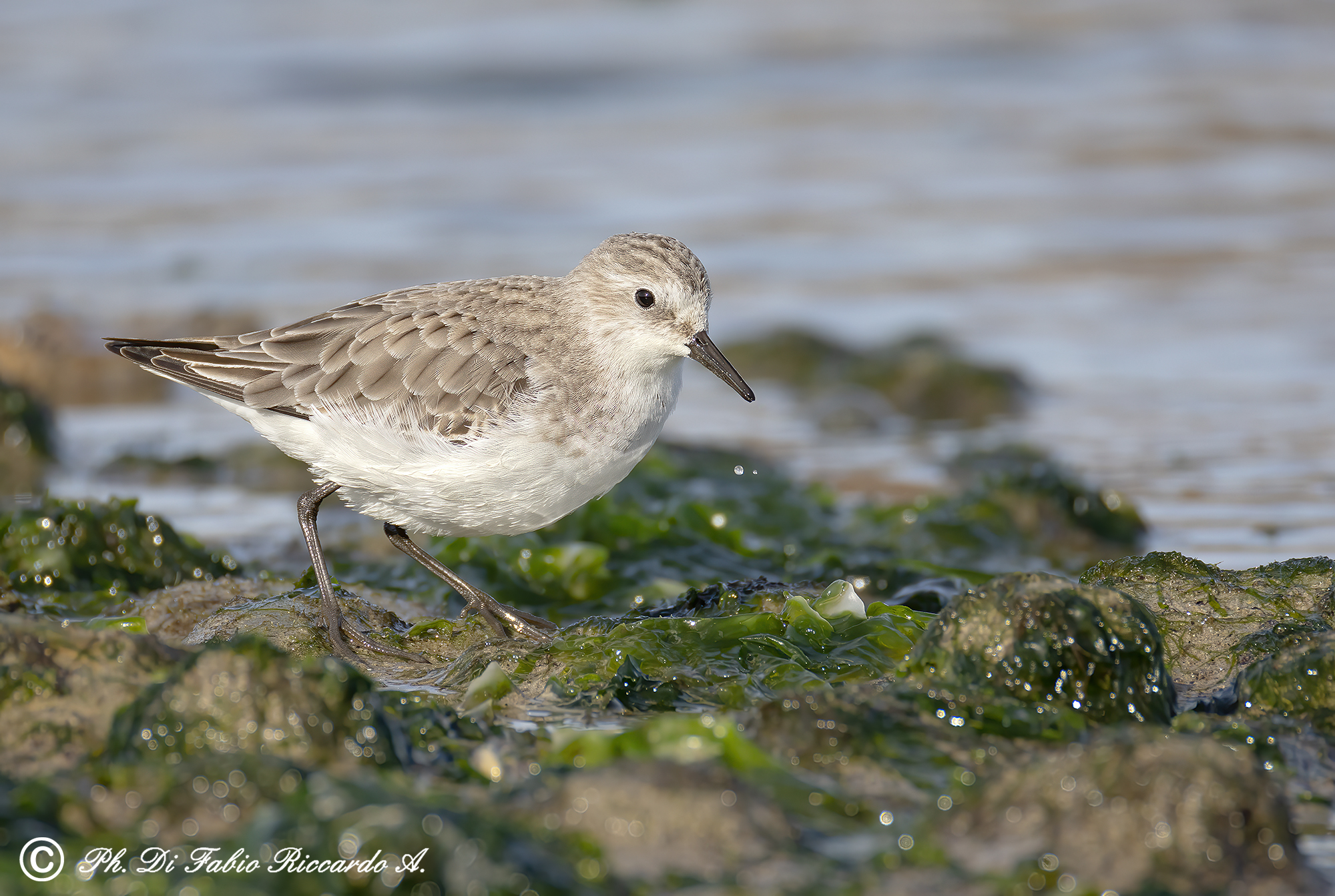 Piovanello tridattilo