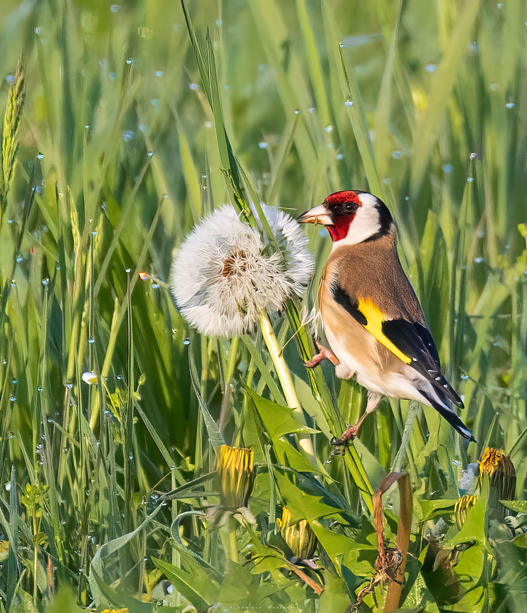 Goldfinch