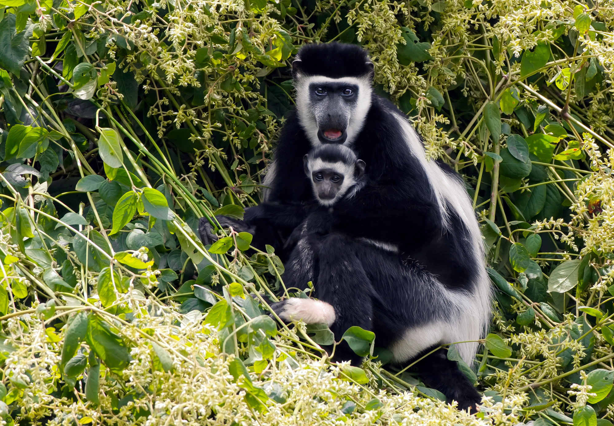 Black and white colobus mantled guereza