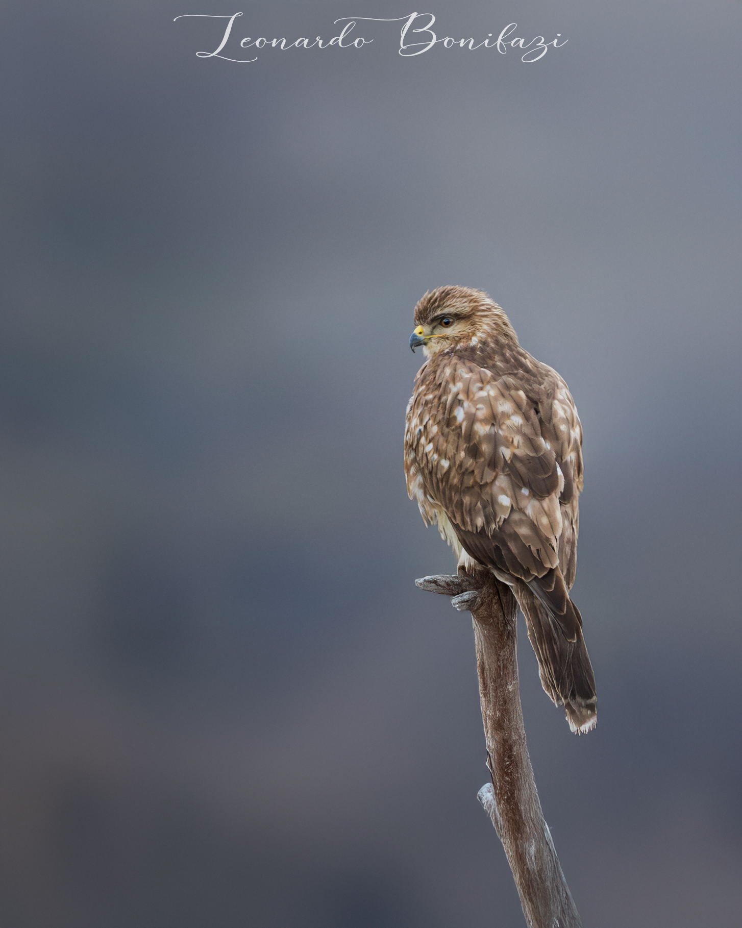 Poiana dopo il tramonto