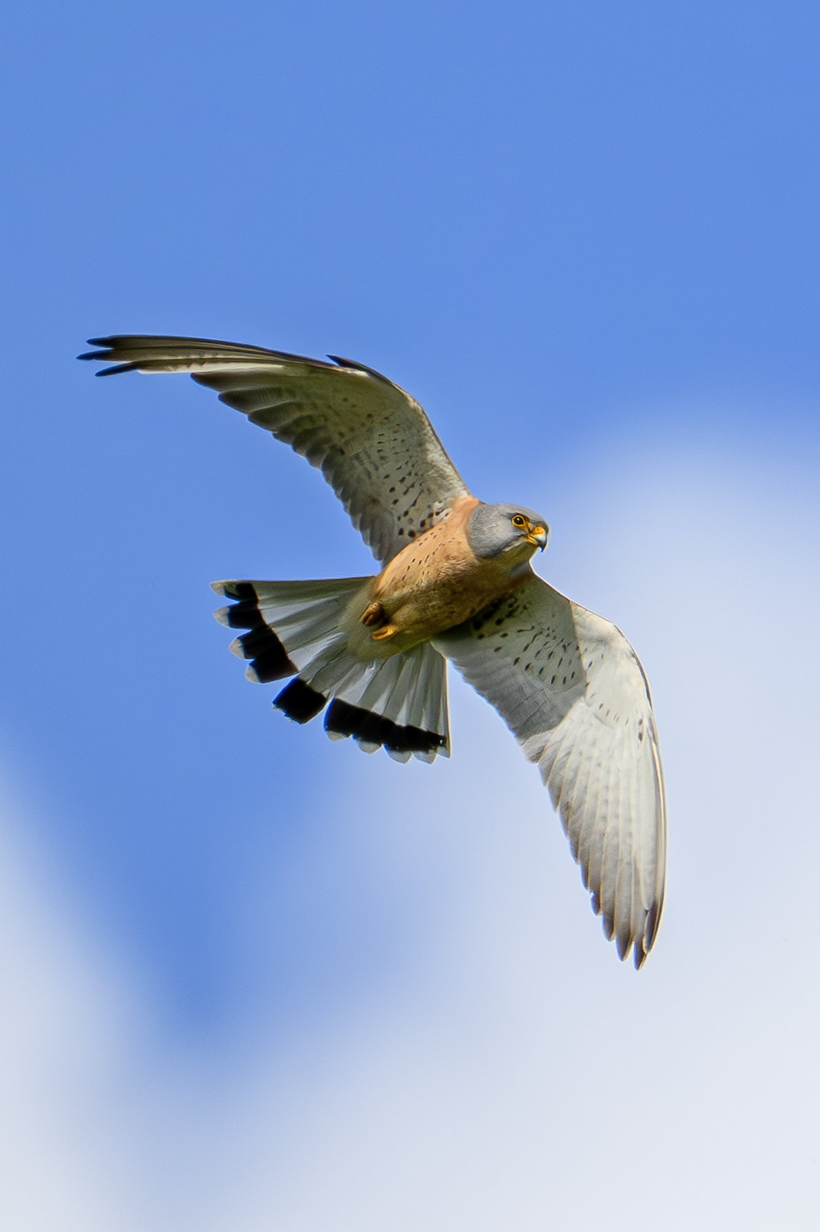 The arrival of the lesser kestrels